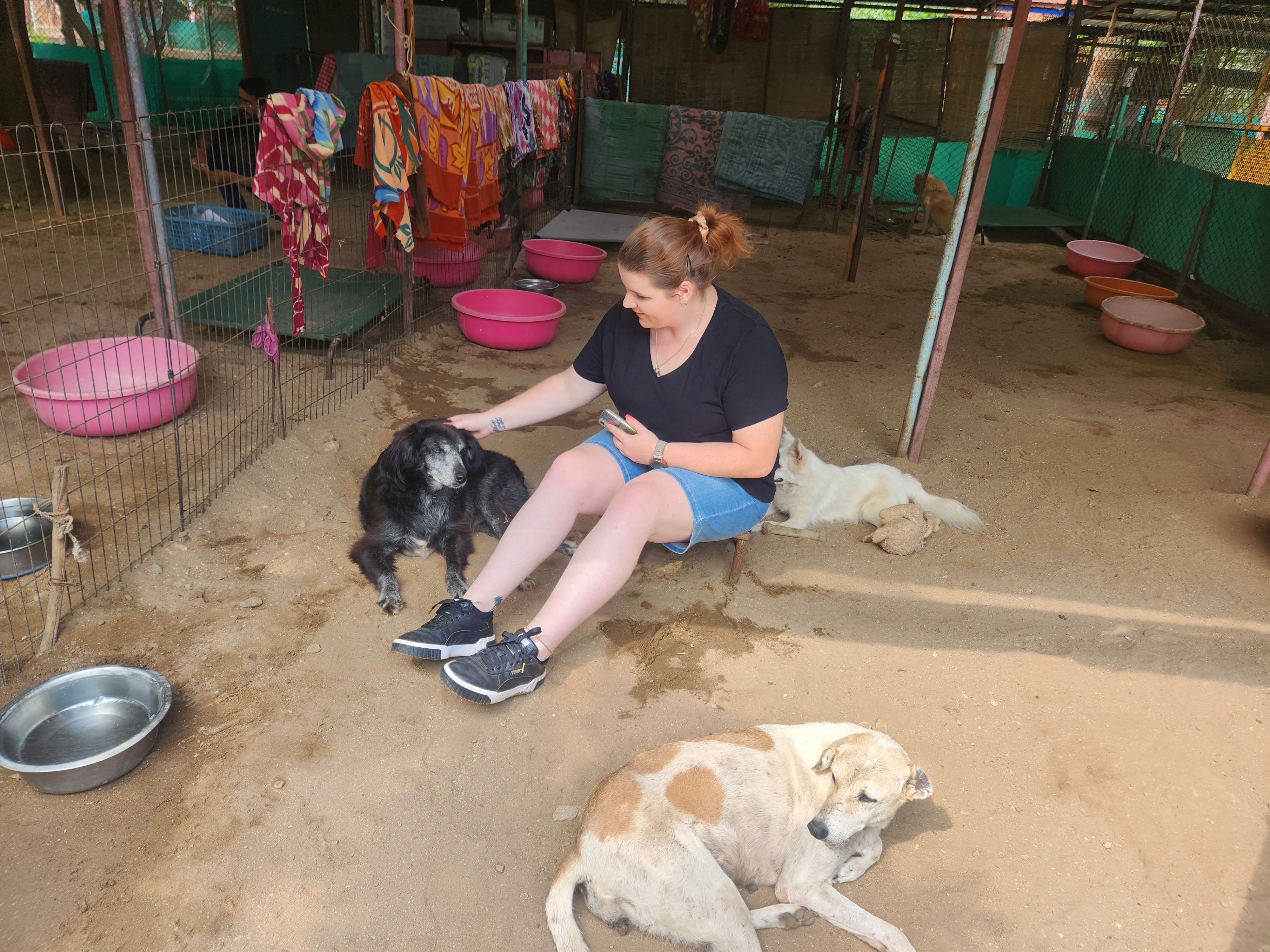 HELP de straat honden in Thailand!! campaign photo, 4 of 7