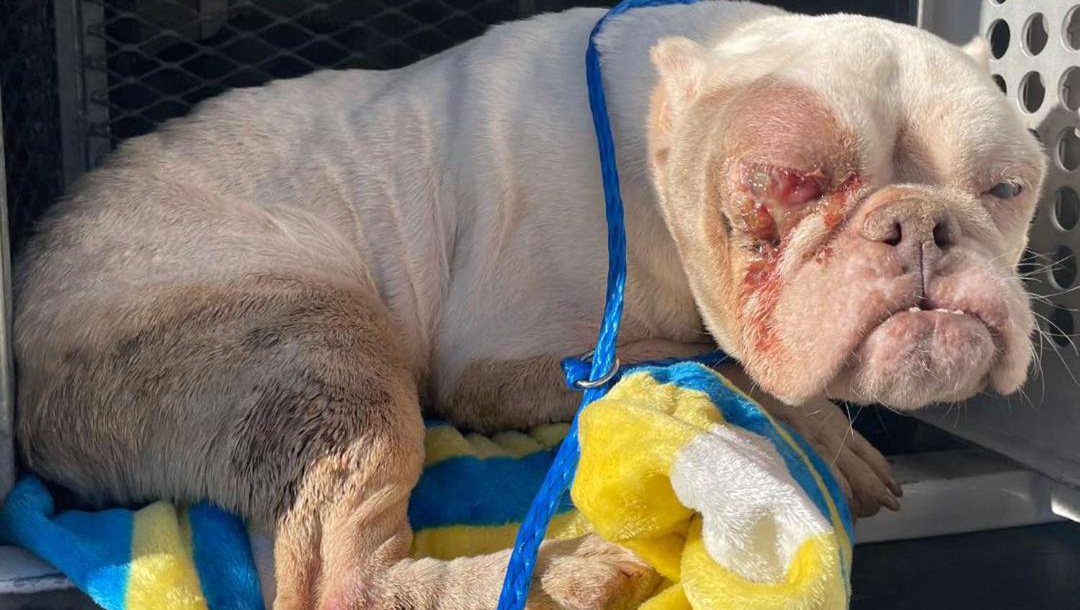 Animal Care Souls Emergency Care Unit photo