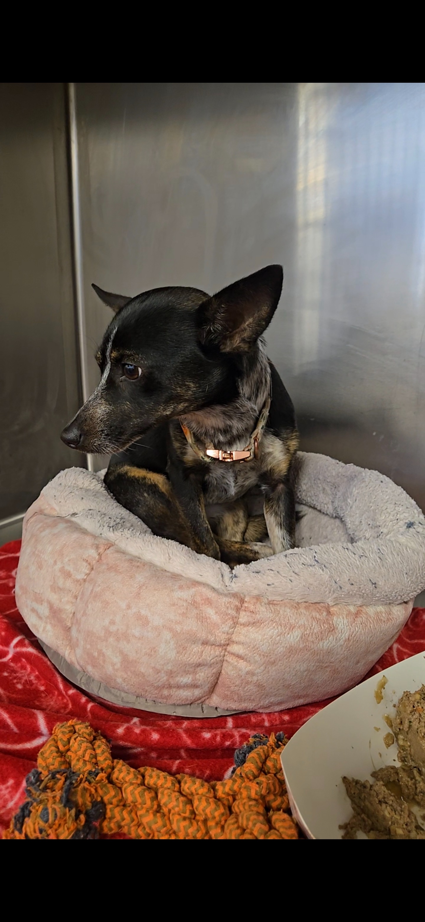 Help Florian Walk Again with Urgent Surgery campaign photo, 2 of 8