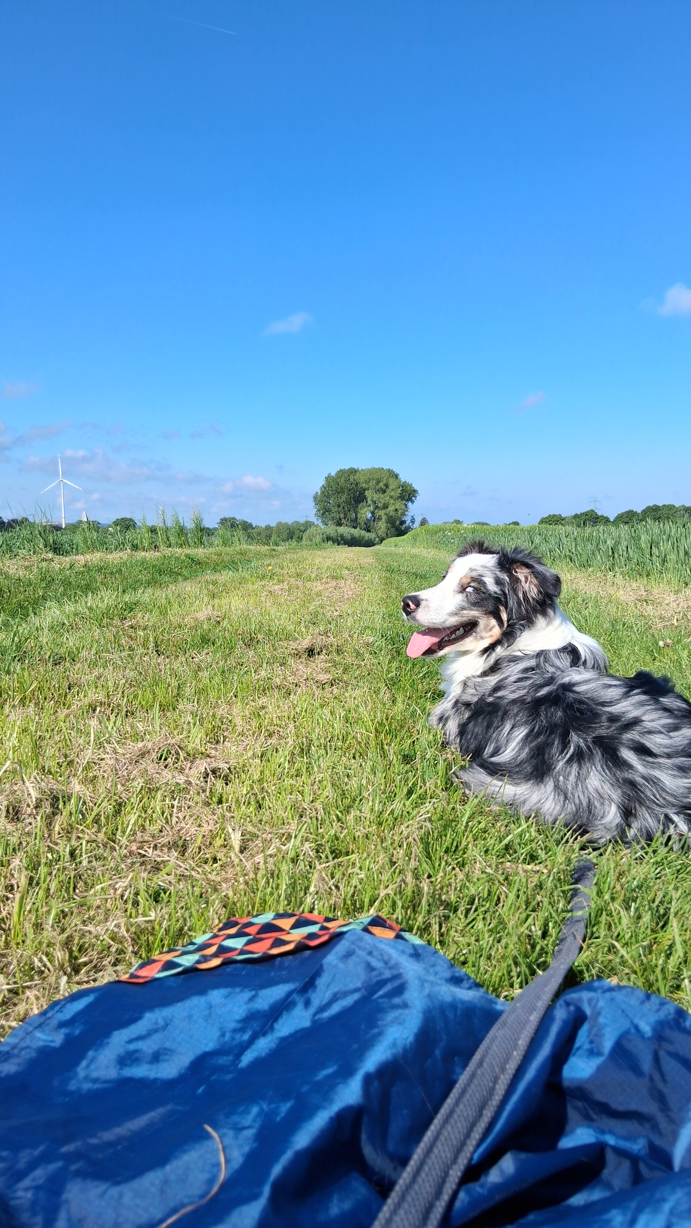 Selbstständigkeit durch einen PTBS-Assistenzhund campaign photo, 6 of 7