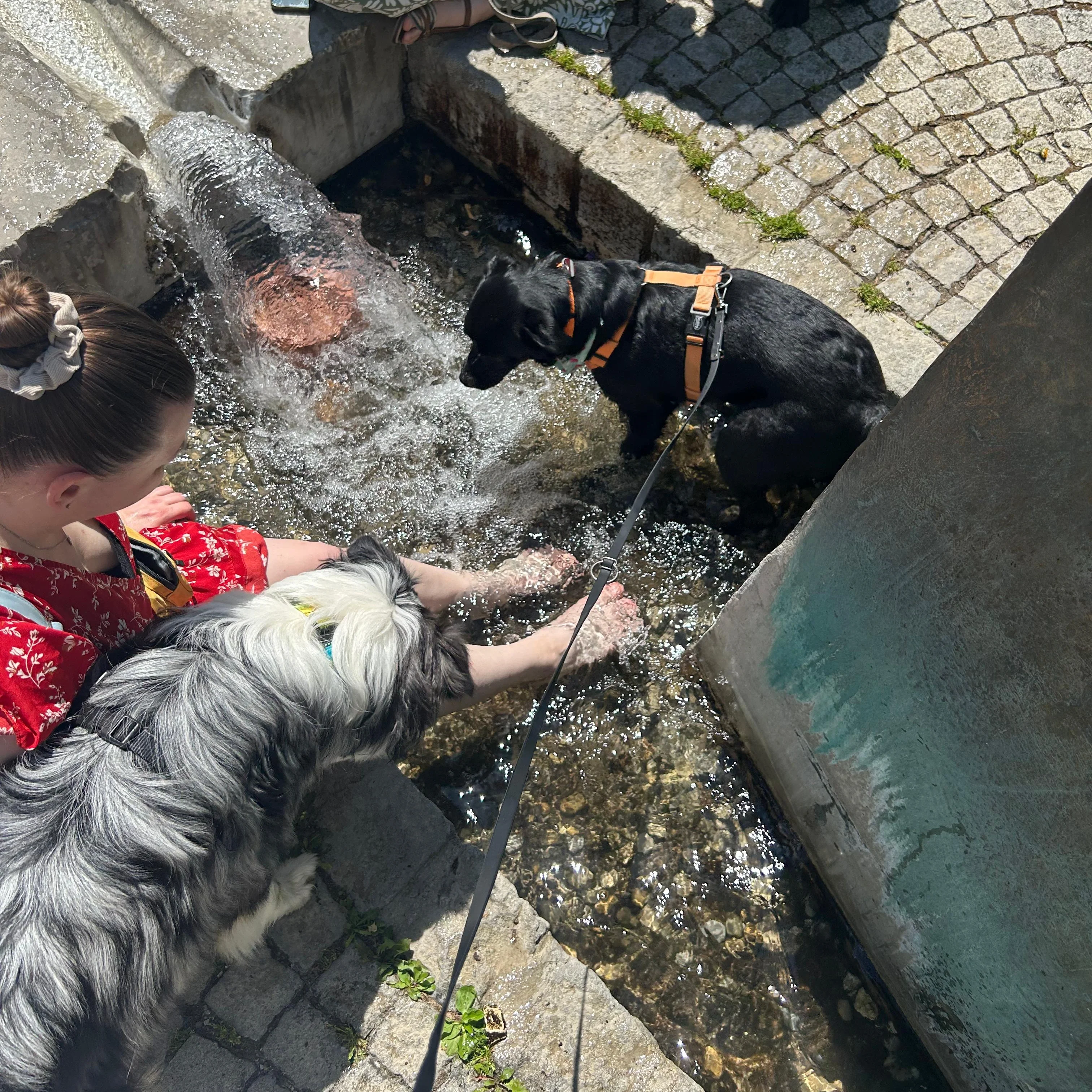 Selbstständigkeit durch einen PTBS-Assistenzhund campaign photo, 5 of 7