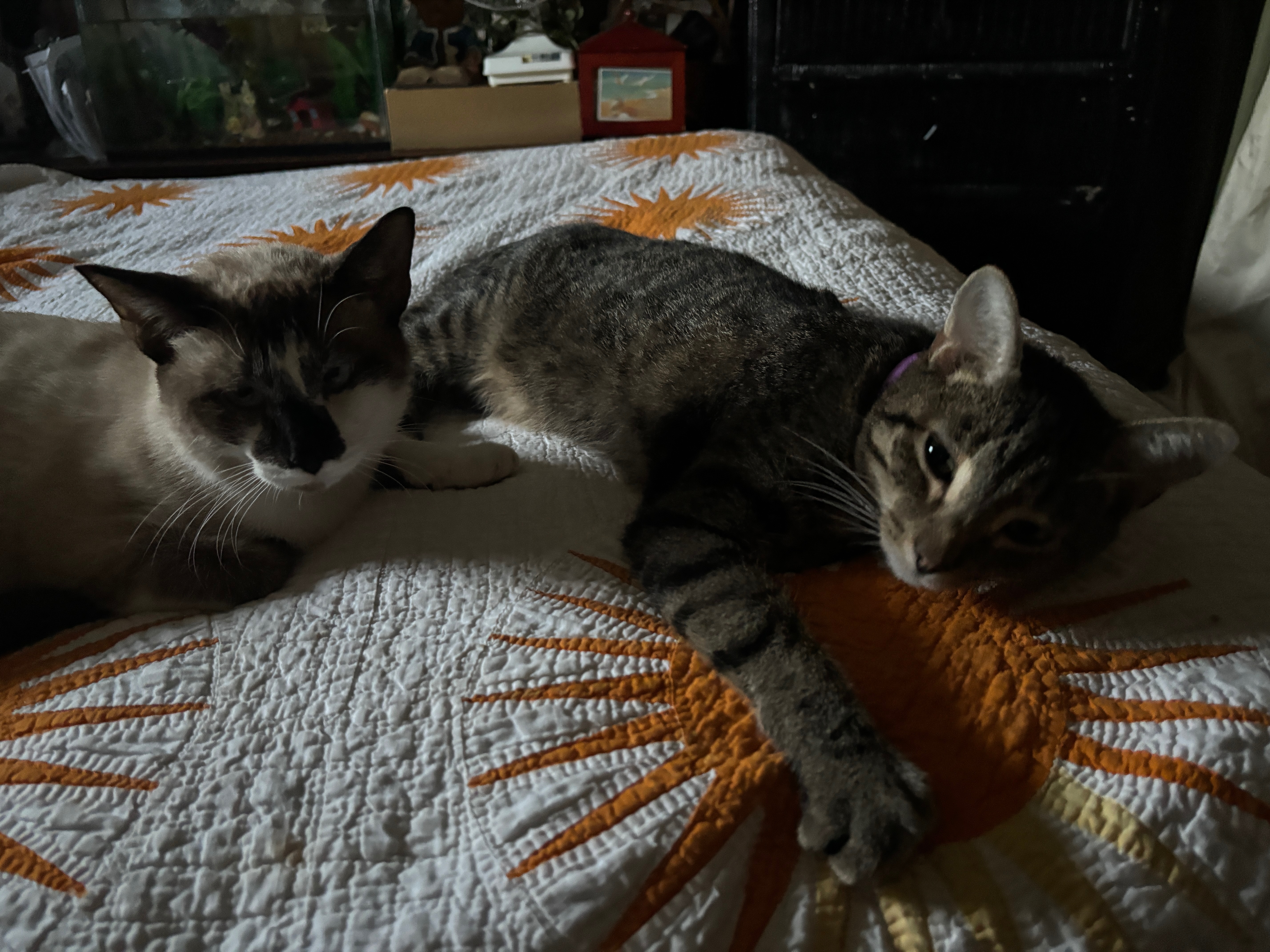 Help My Family & Pets Stay Safe This Winter campaign photo, 6 of 8