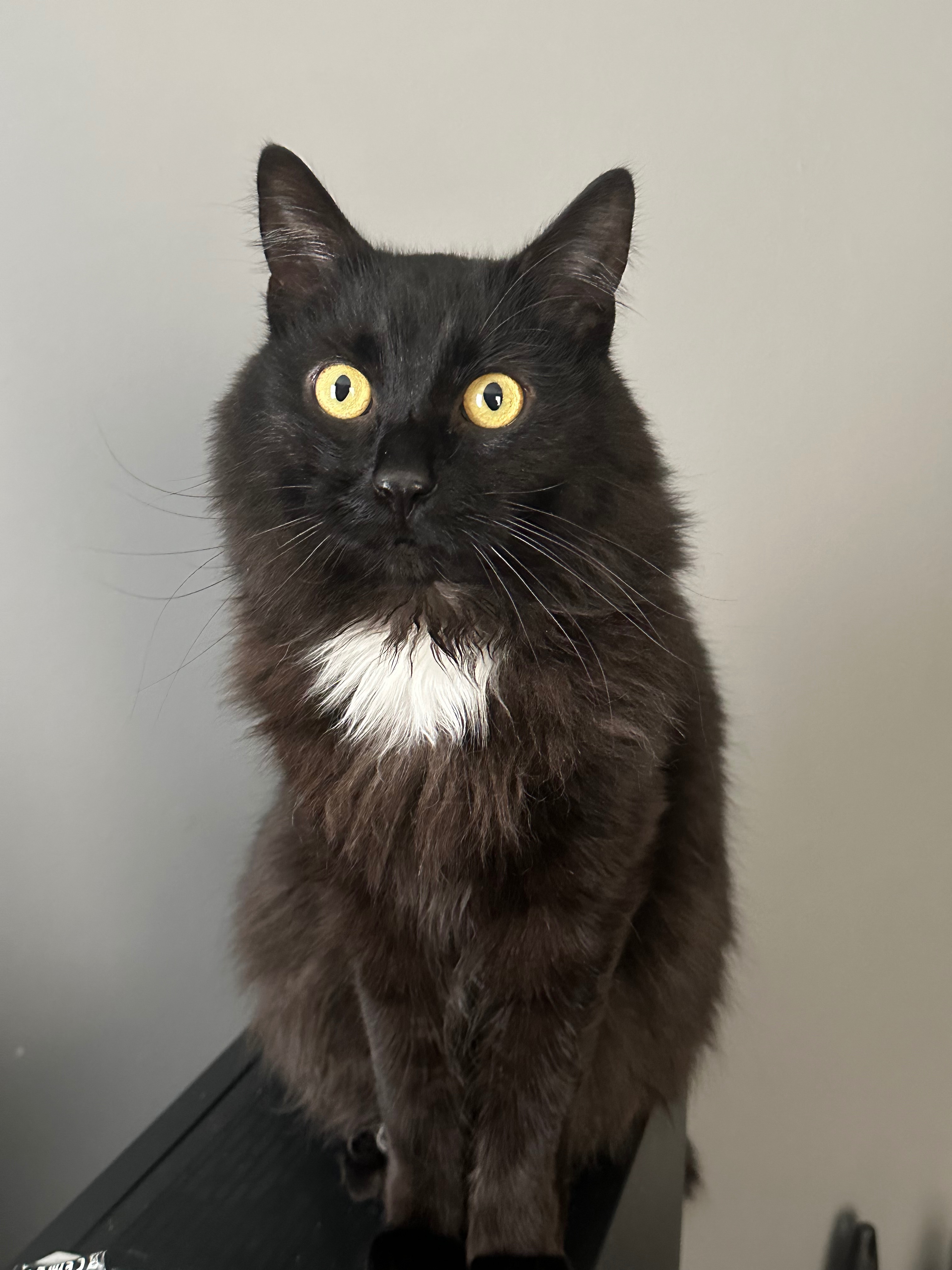 Help Stormy Get Life-Saving Surgery campaign photo, 2 of 6