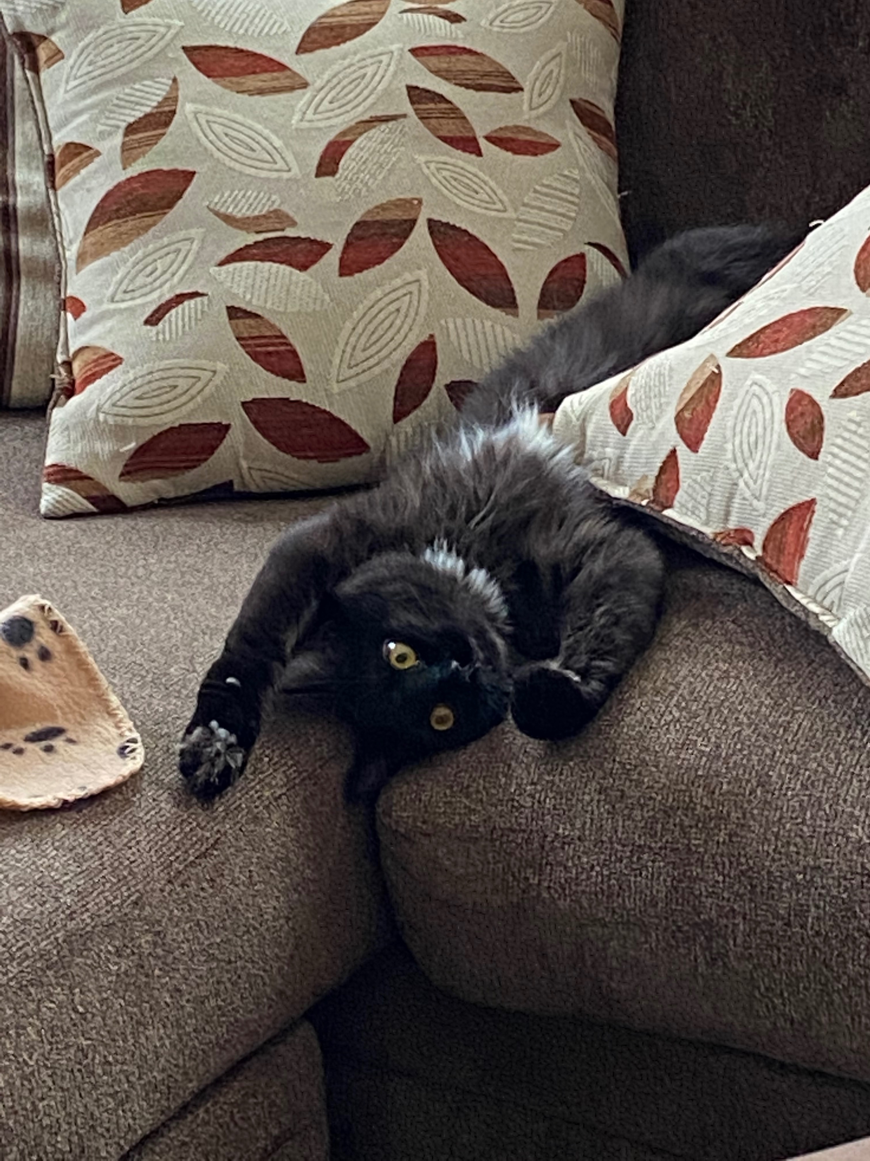 Help Stormy Get Life-Saving Surgery campaign photo, 4 of 6