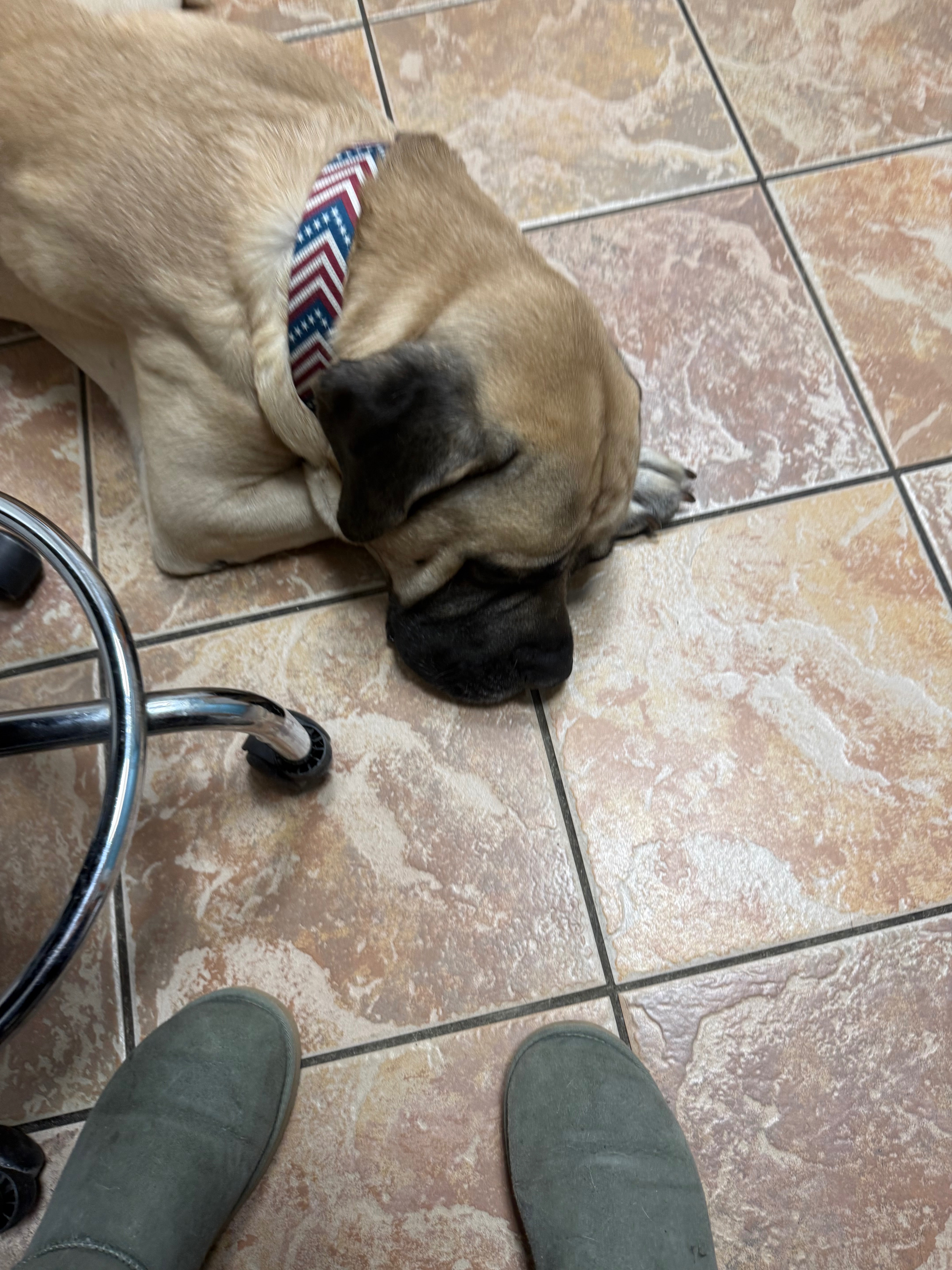 Support Yogi’s Urgent Medical Care campaign photo, 2 of 8