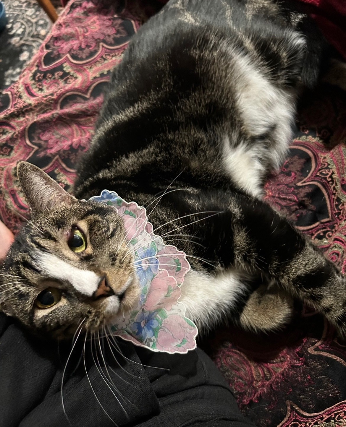 Help Mordred Get Life-Saving Eye Surgery campaign photo, 5 of 6