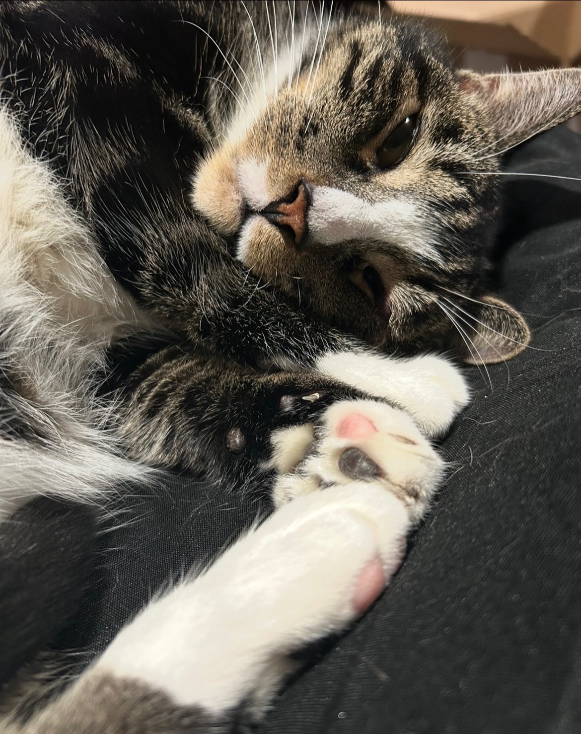 Help Mordred Get Life-Saving Eye Surgery campaign photo, 2 of 6