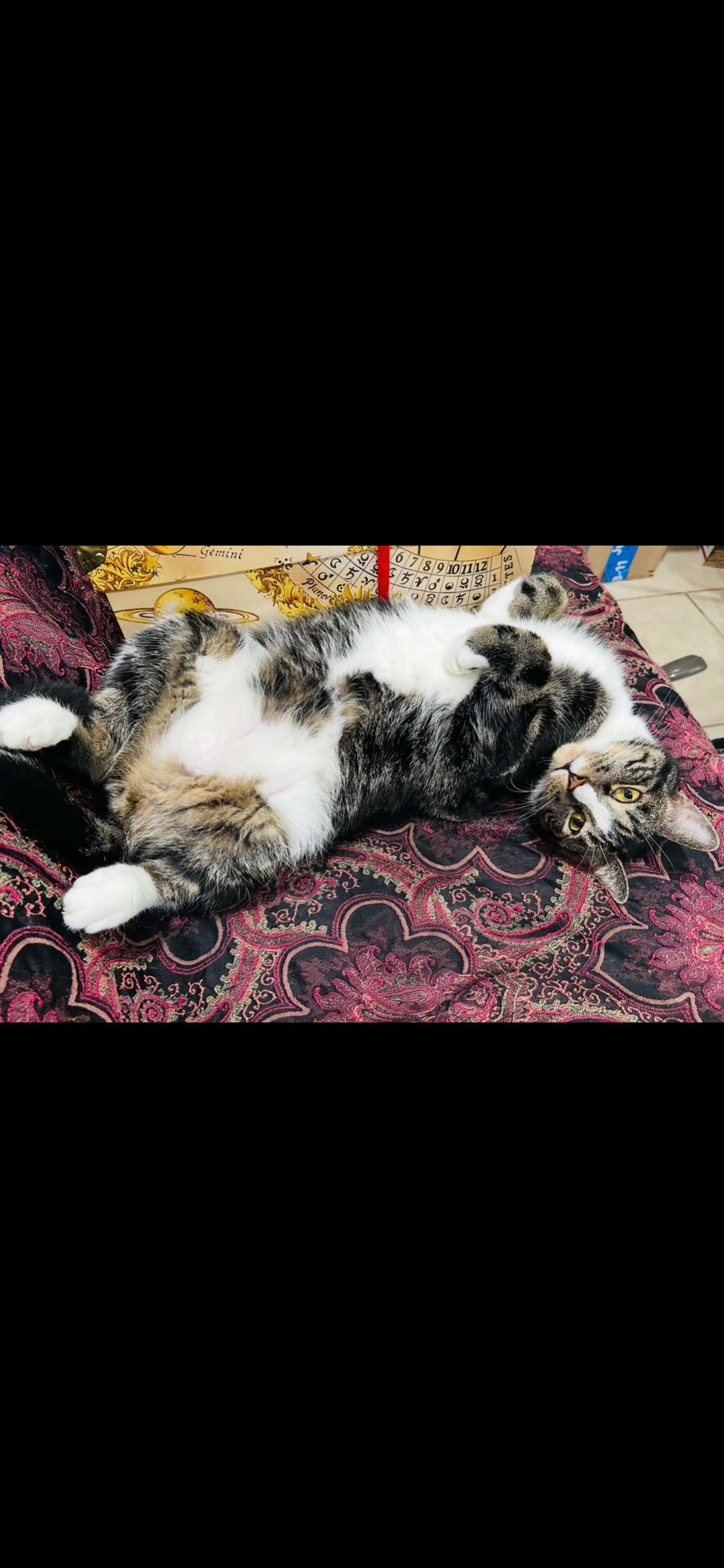 Help Mordred Get Life-Saving Eye Surgery campaign photo, 4 of 6