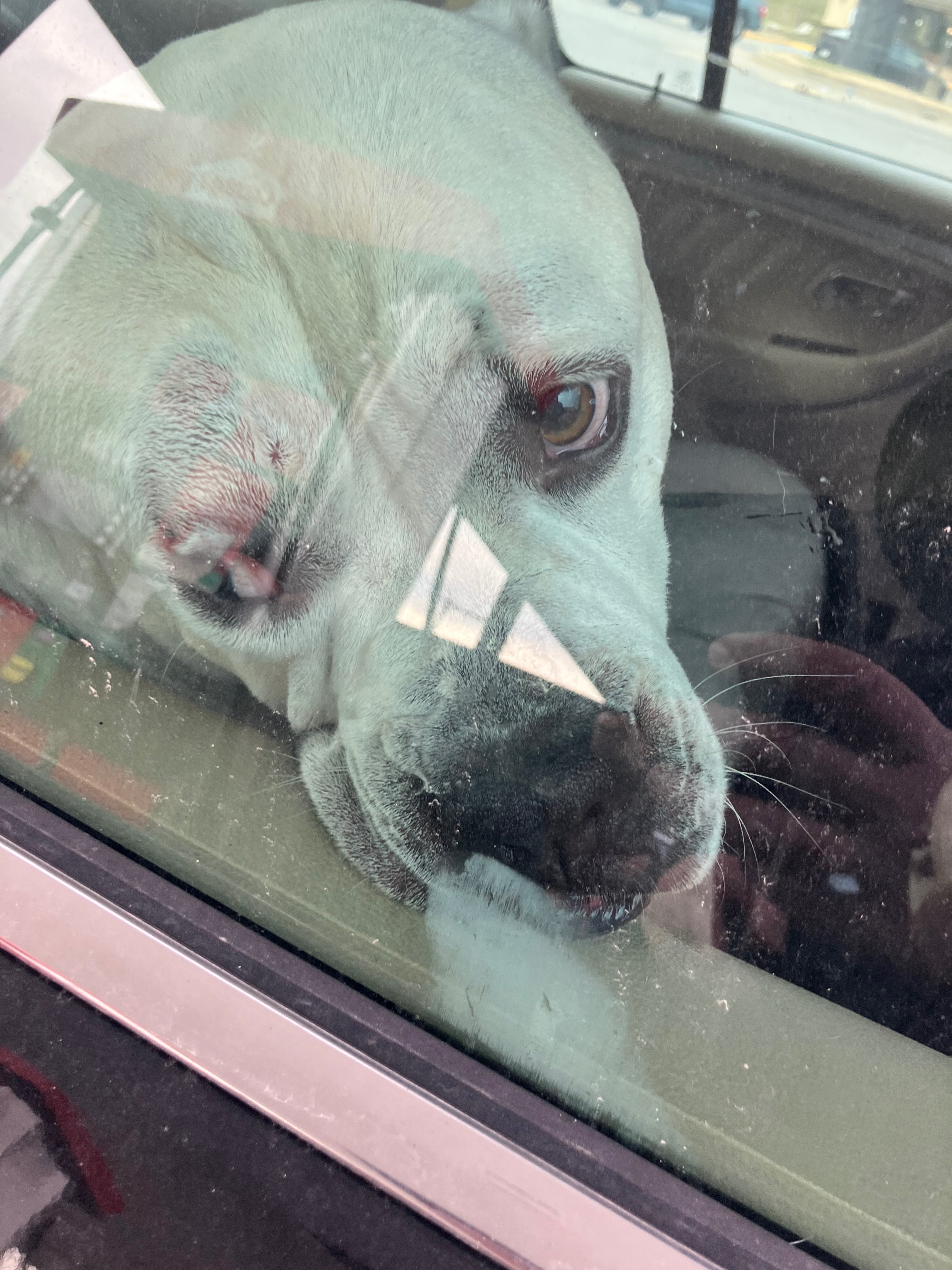 Save Loki: Urgent MRI and Surgery Needed campaign photo, 2 of 4