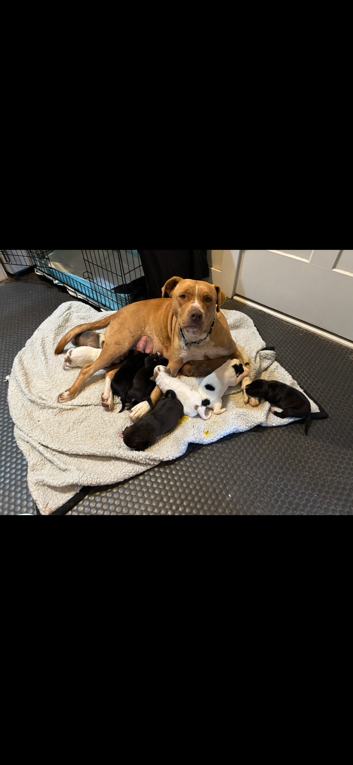 Help support  Mama Mia and Her 9 Newborn Pups campaign photo, 7 of 8