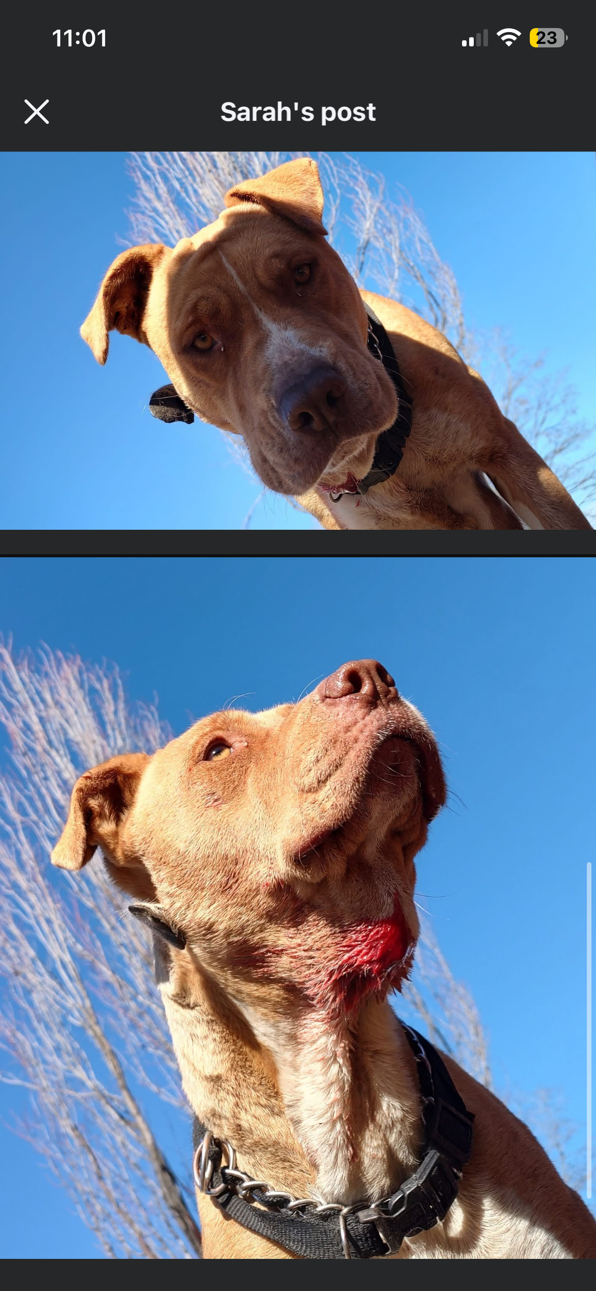 Help support  Mama Mia and Her 9 Newborn Pups campaign photo, 2 of 8