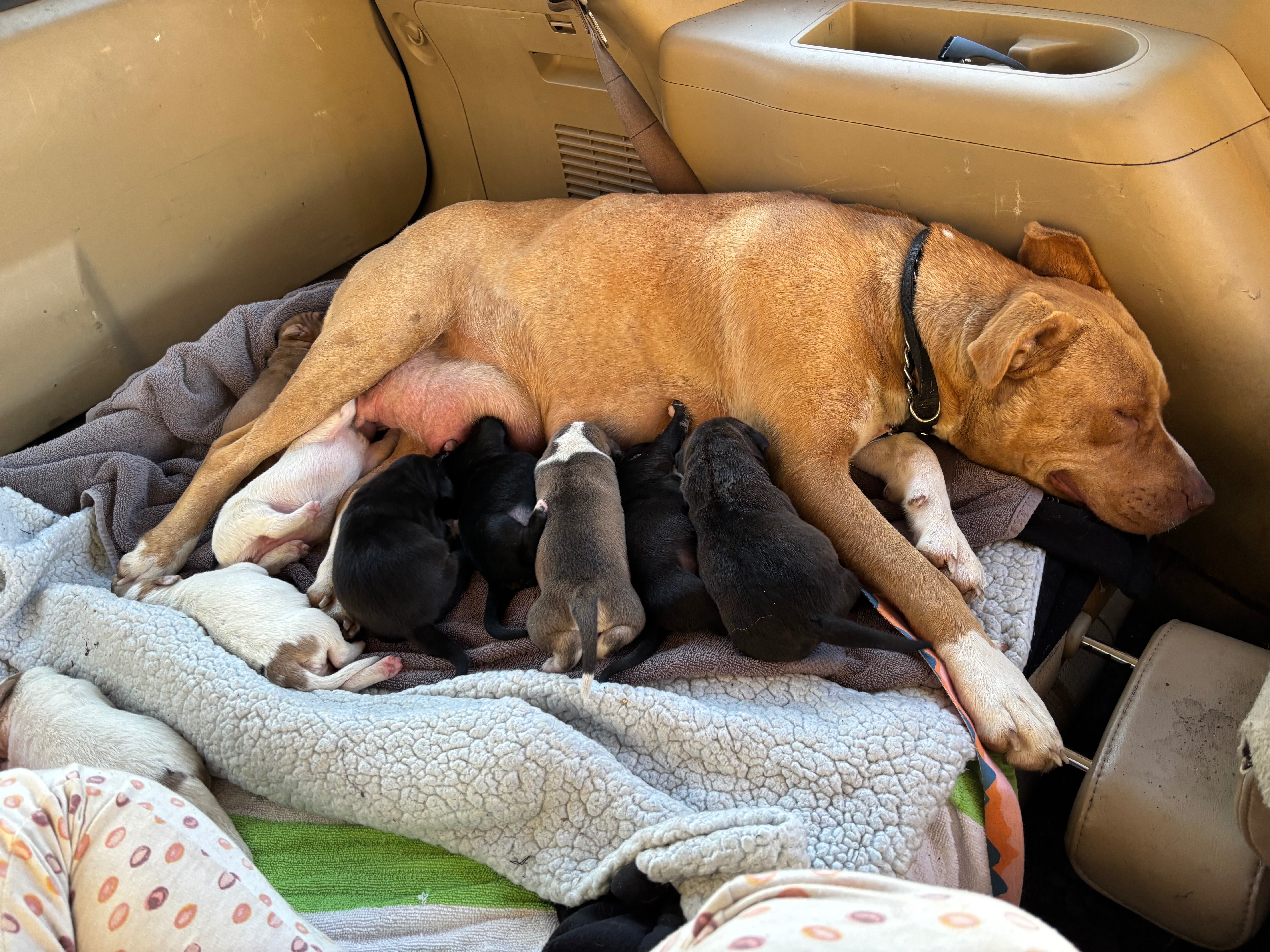 Help support  Mama Mia and Her 9 Newborn Pups campaign photo, 4 of 8
