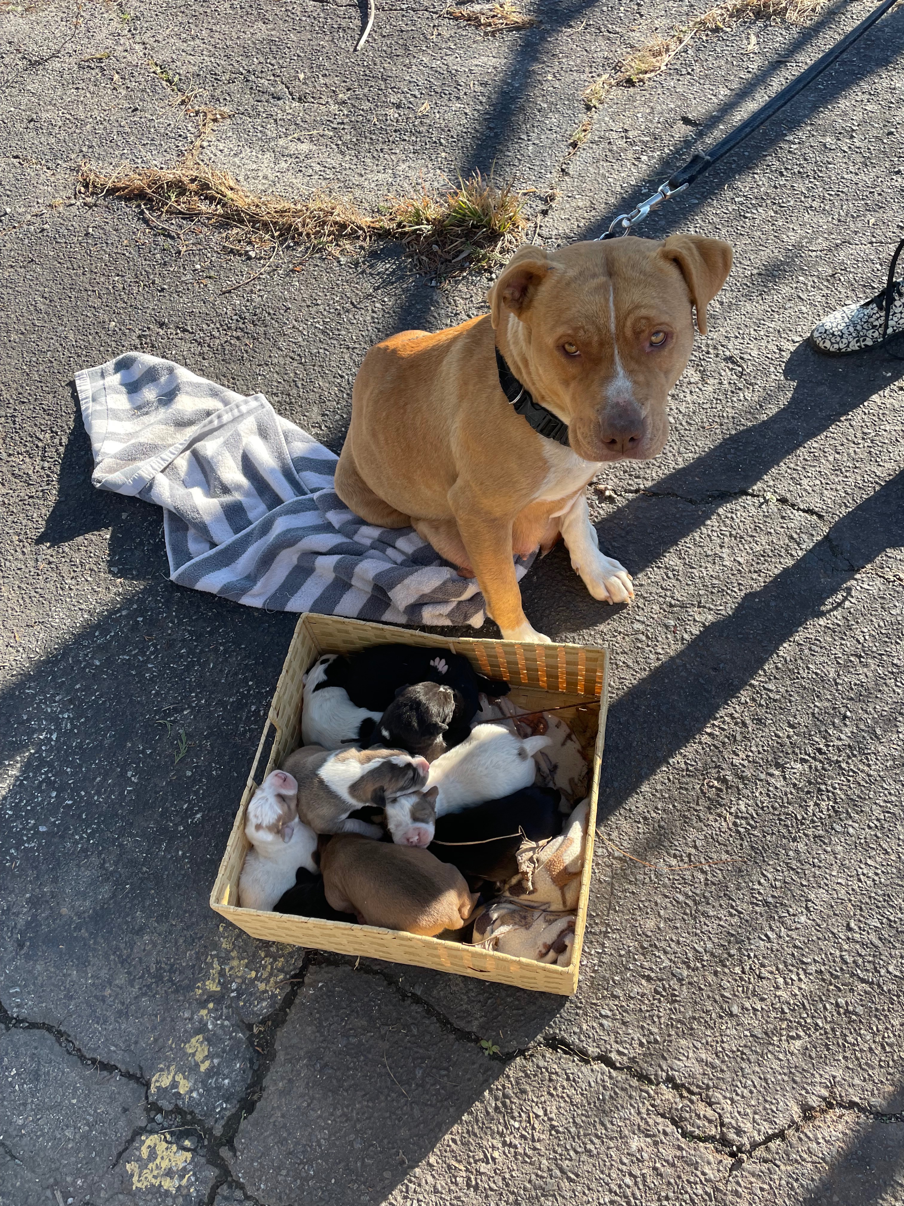 Help support  Mama Mia and Her 9 Newborn Pups campaign photo, 5 of 8