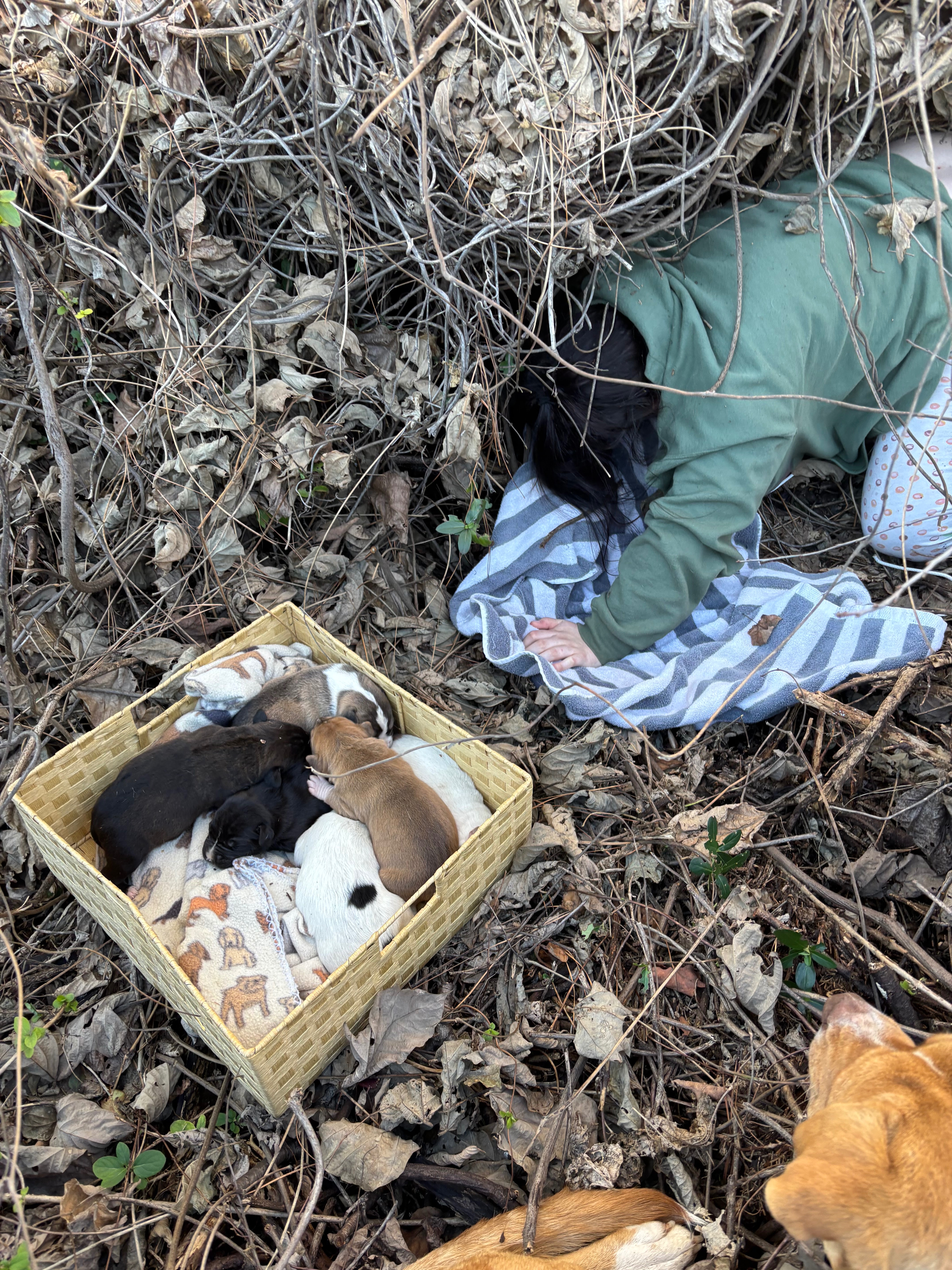 Help support  Mama Mia and Her 9 Newborn Pups campaign photo, 6 of 8
