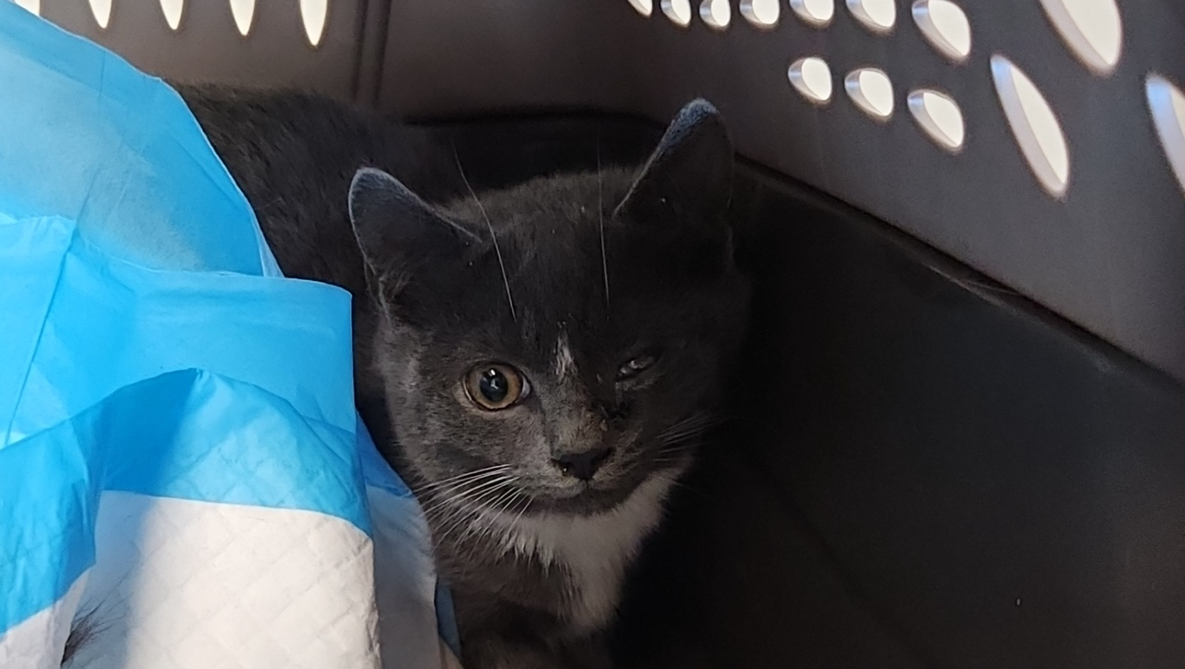 Support Katie’s Rescue of Stray Kittens photo