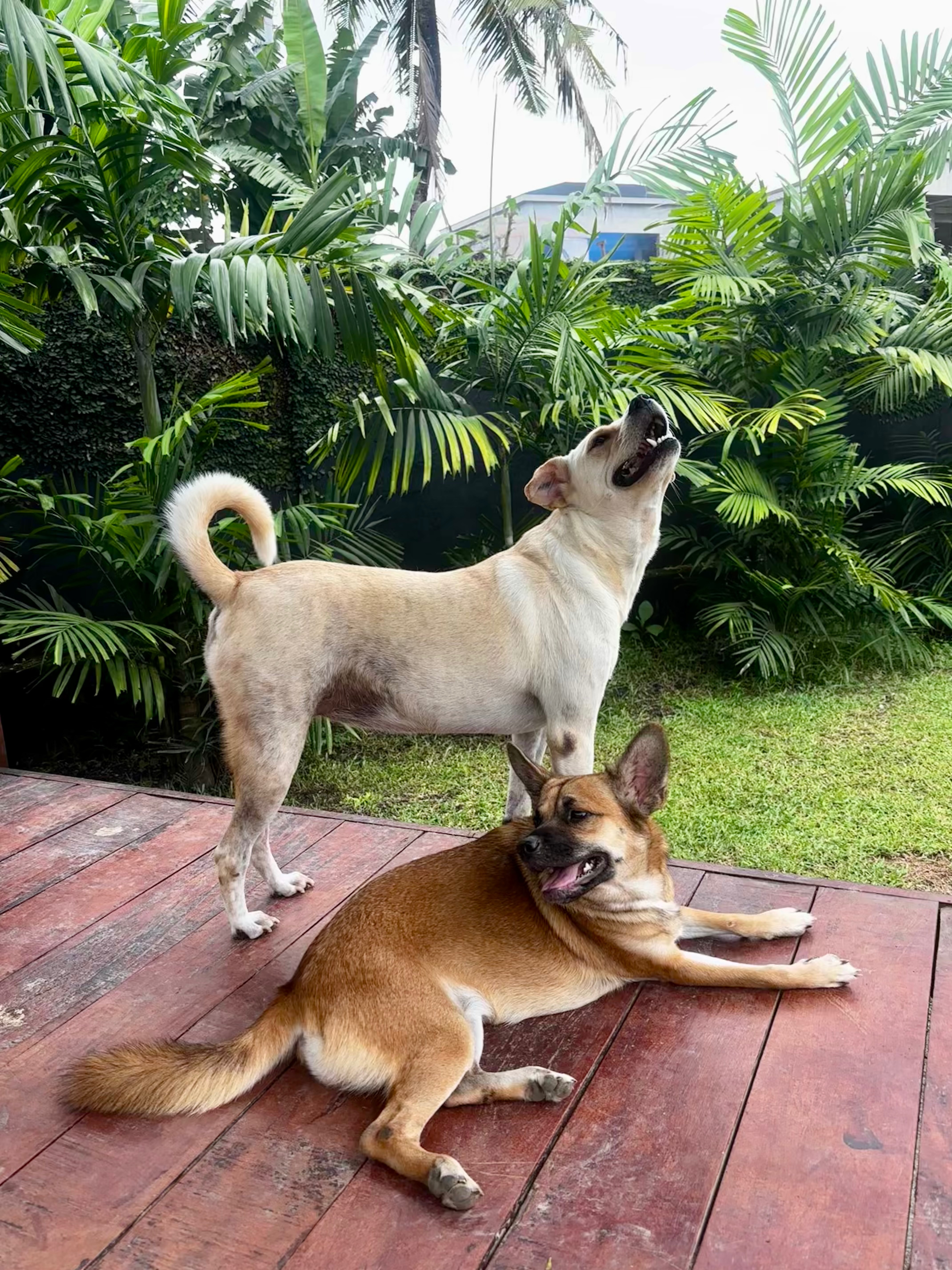 Mission Pawsible campaign photo, 4 of 7