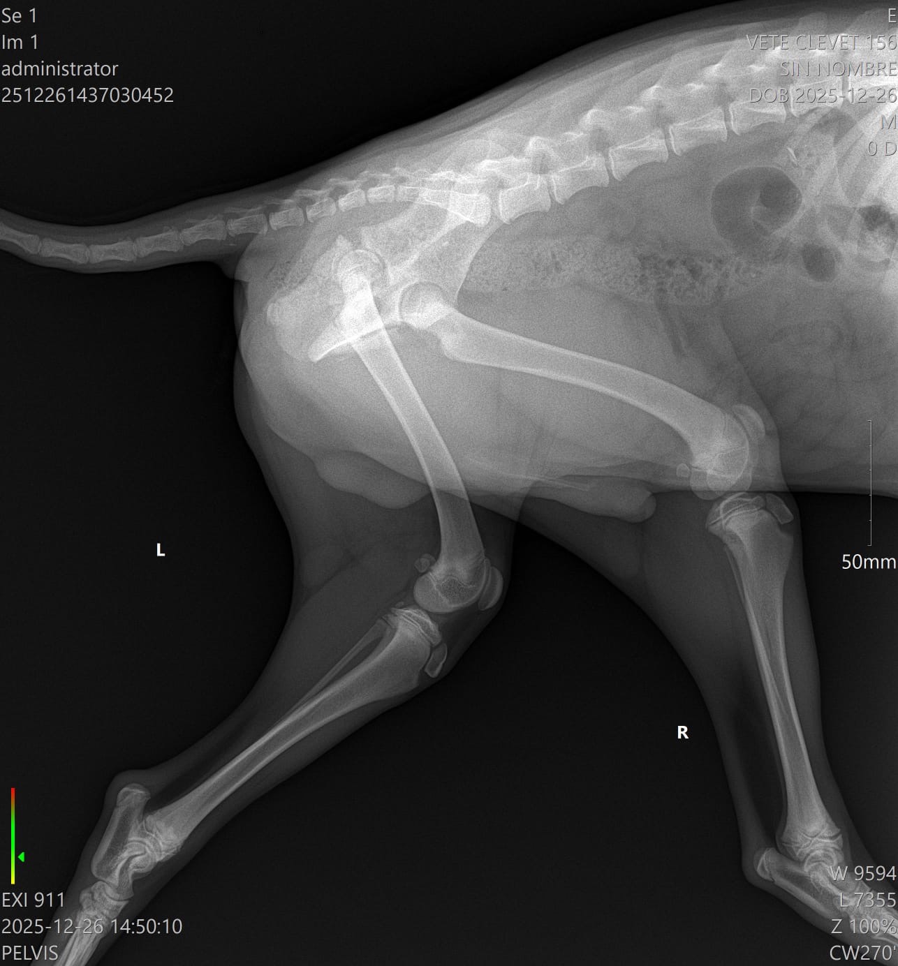 Perrito de la calle atropellado campaign photo, 4 of 7
