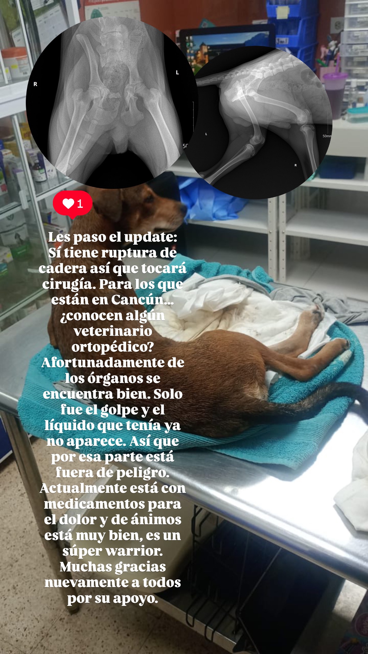 Perrito de la calle atropellado campaign photo, 5 of 7