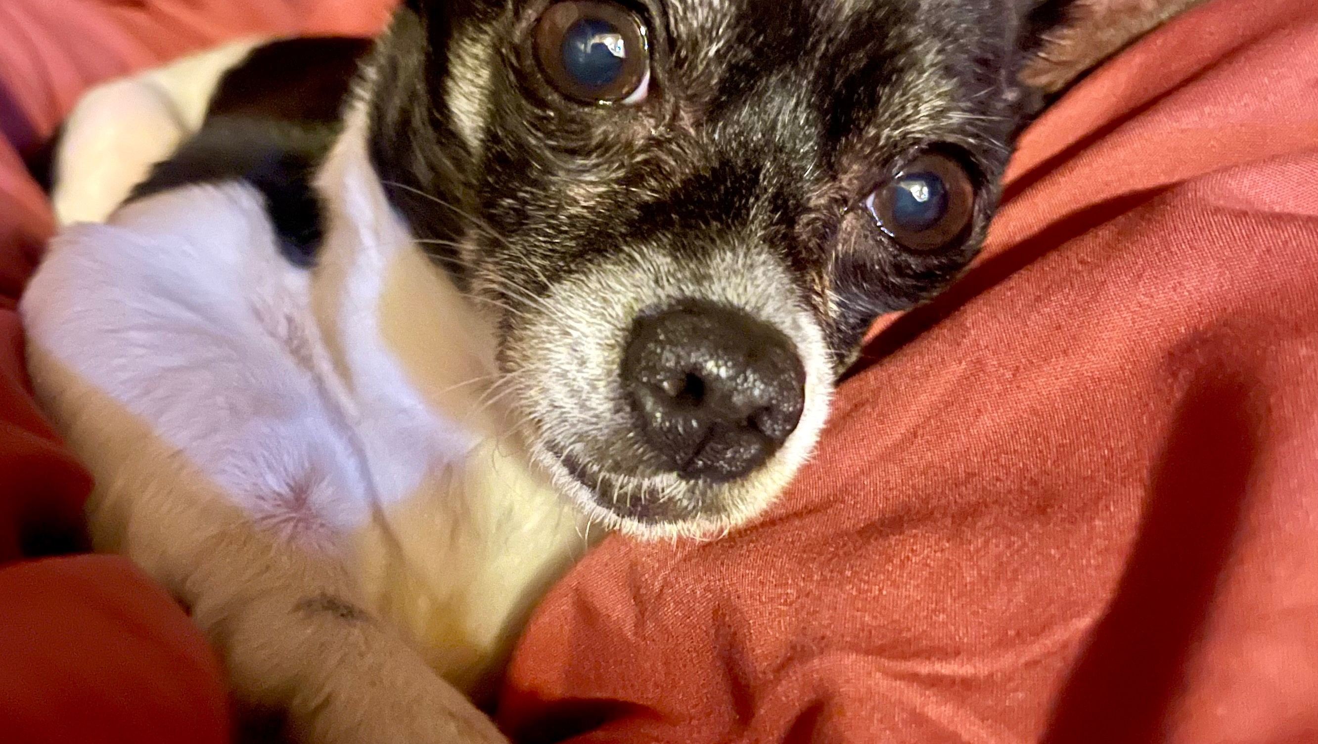 Give Molly a Pain-Free Life and a New Family