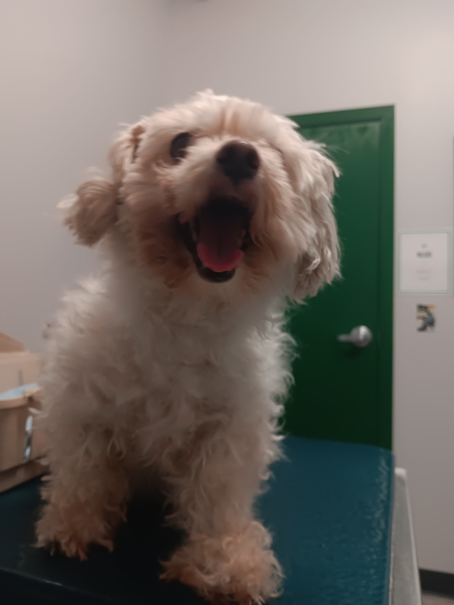 Help Bugg Get Dental Surgery campaign photo, 7 of 8