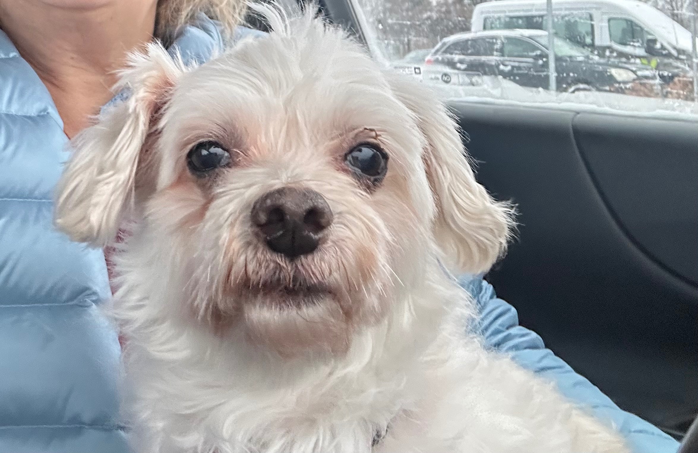 Help Bugg Get Dental Surgery campaign photo, 4 of 8