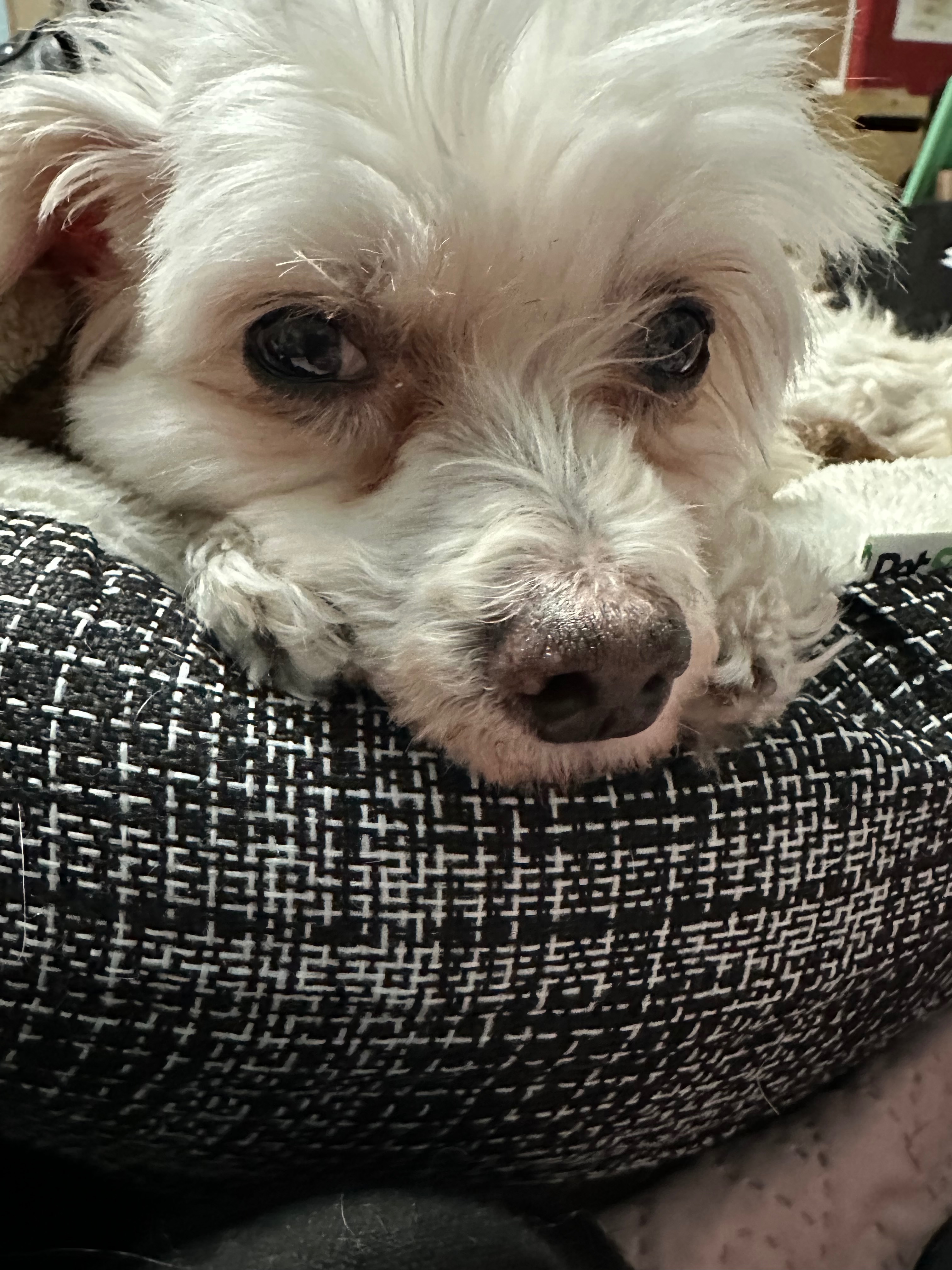 Help Bugg Get Dental Surgery campaign photo, 5 of 8
