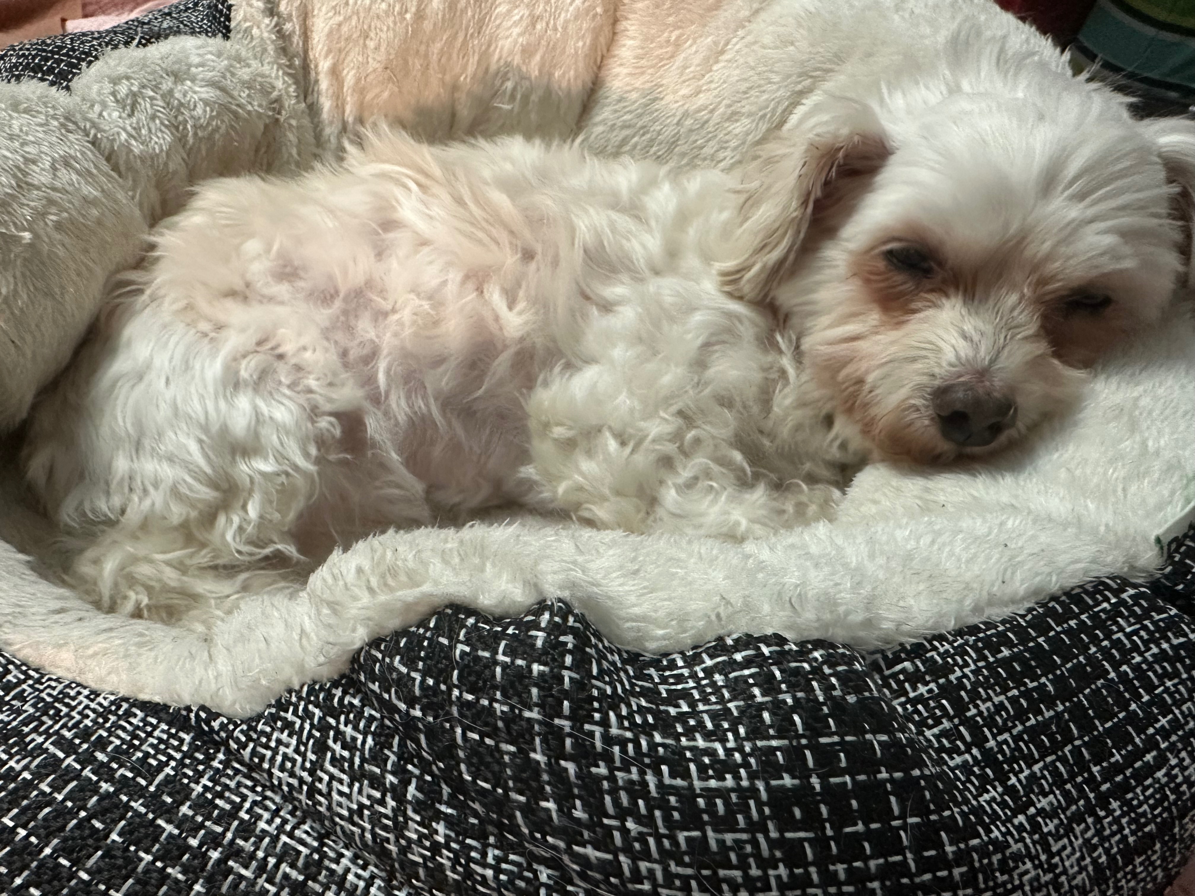 Help Bugg Get Dental Surgery campaign photo, 6 of 8