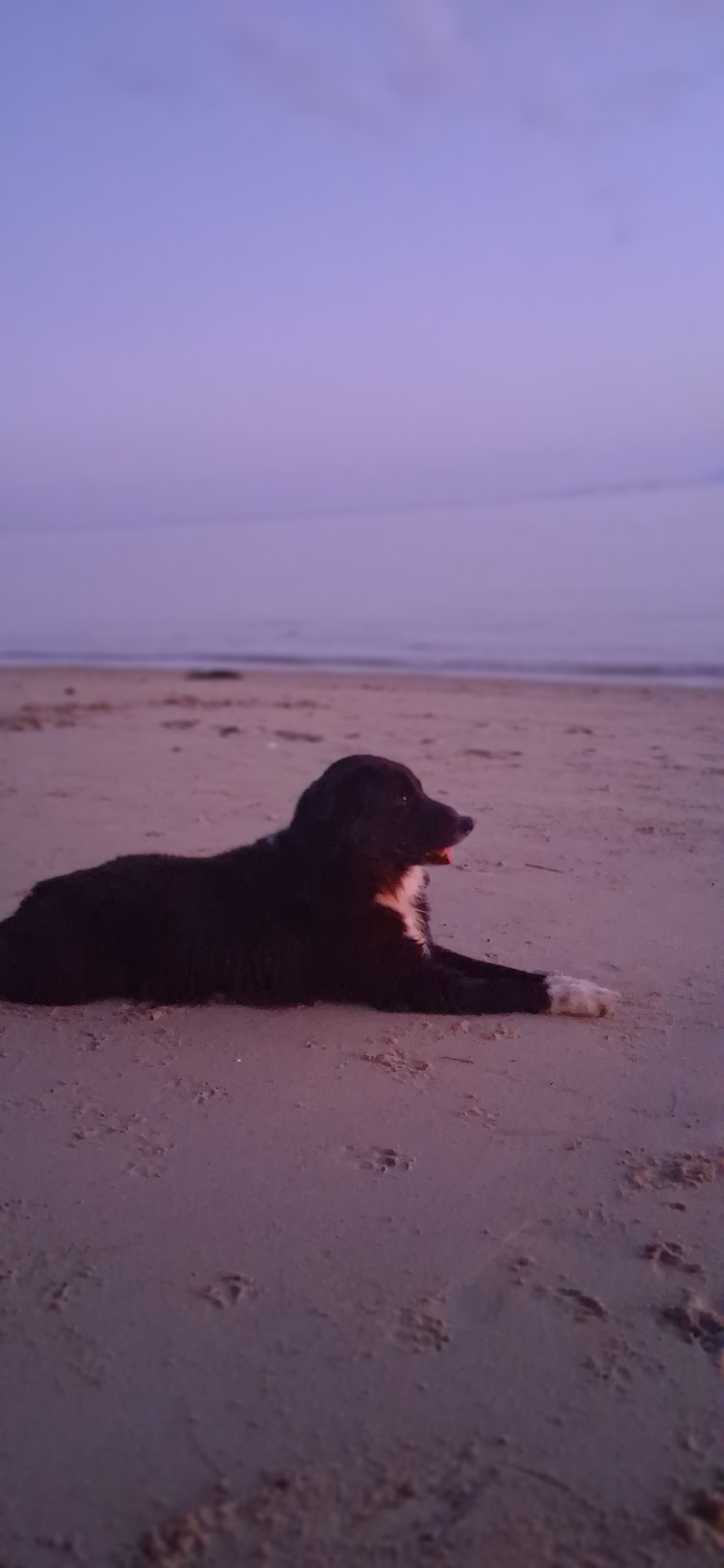 Help Koh the Dog Find a Home in America campaign photo, 2 of 7
