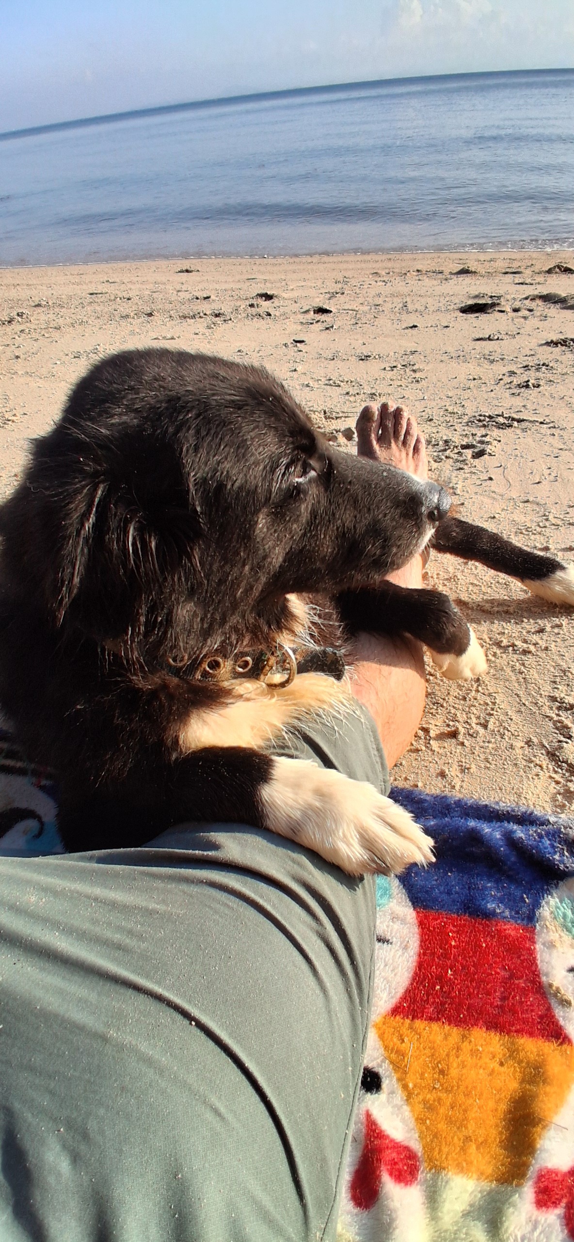 Help Koh the Dog Find a Home in America campaign photo, 6 of 7