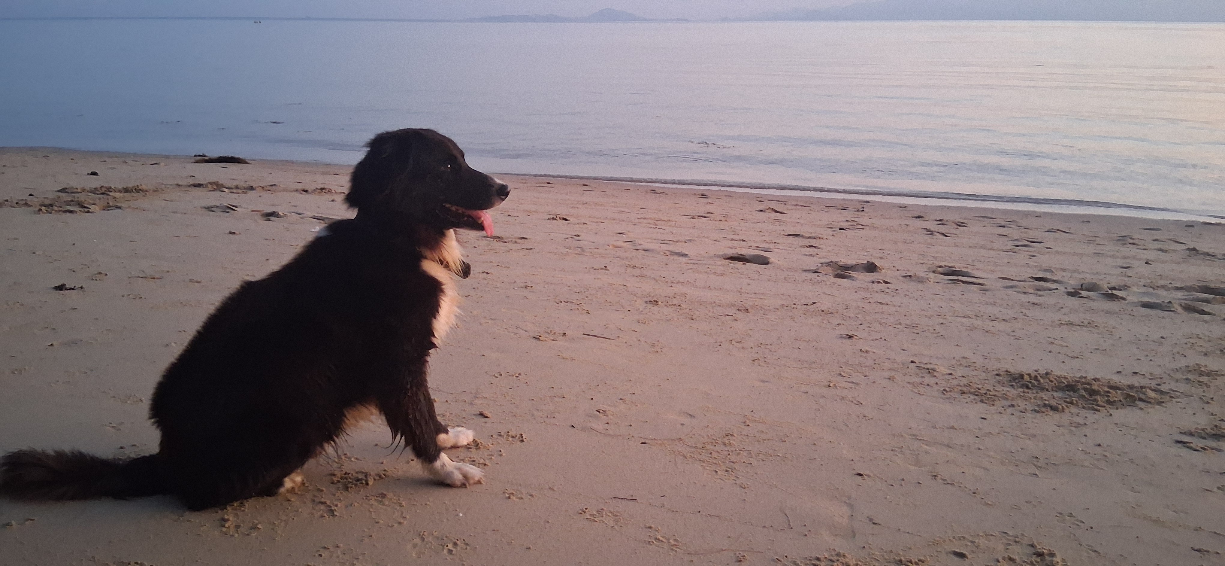 Help Koh the Dog Find a Home in America campaign photo, 4 of 7