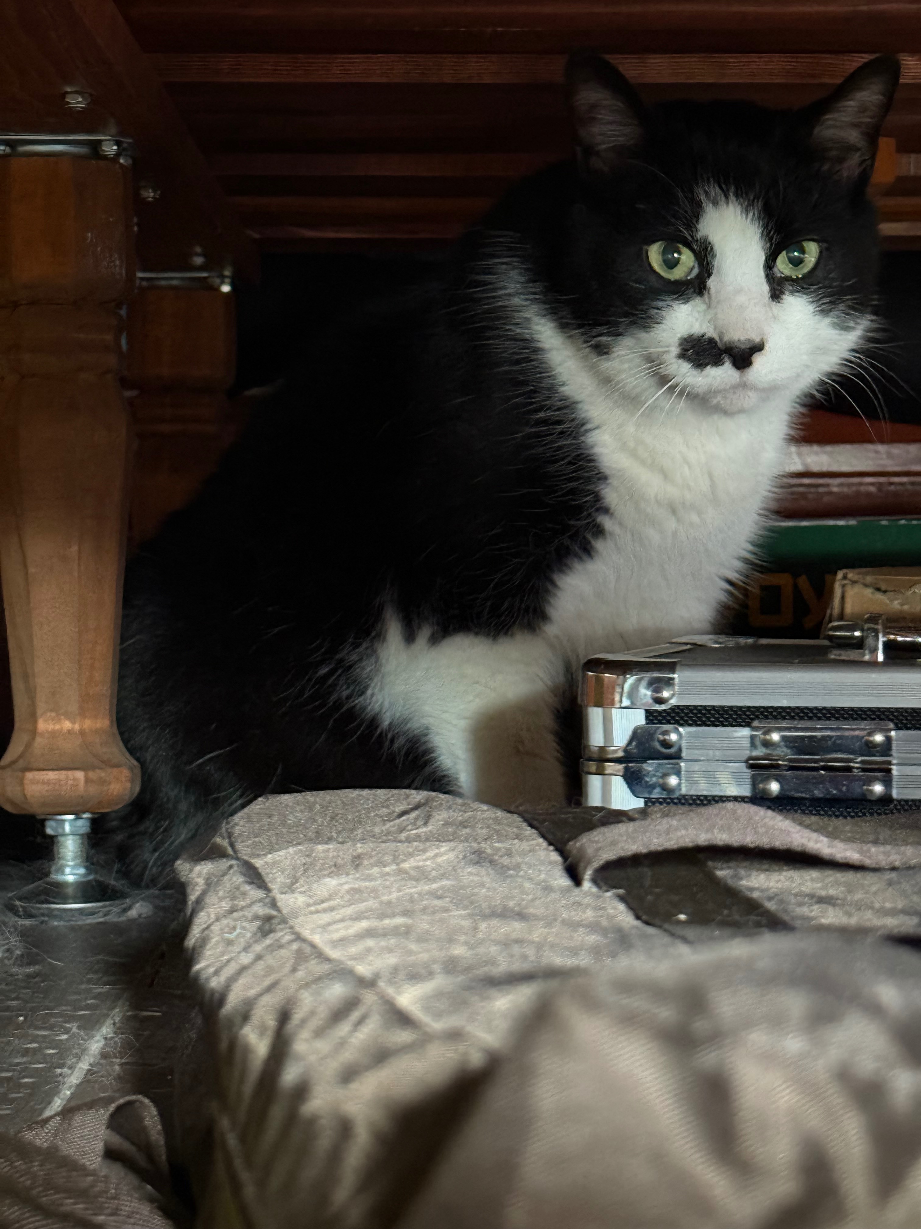 Help Davey the Cat Get Urgent Dental Care campaign photo, 4 of 5