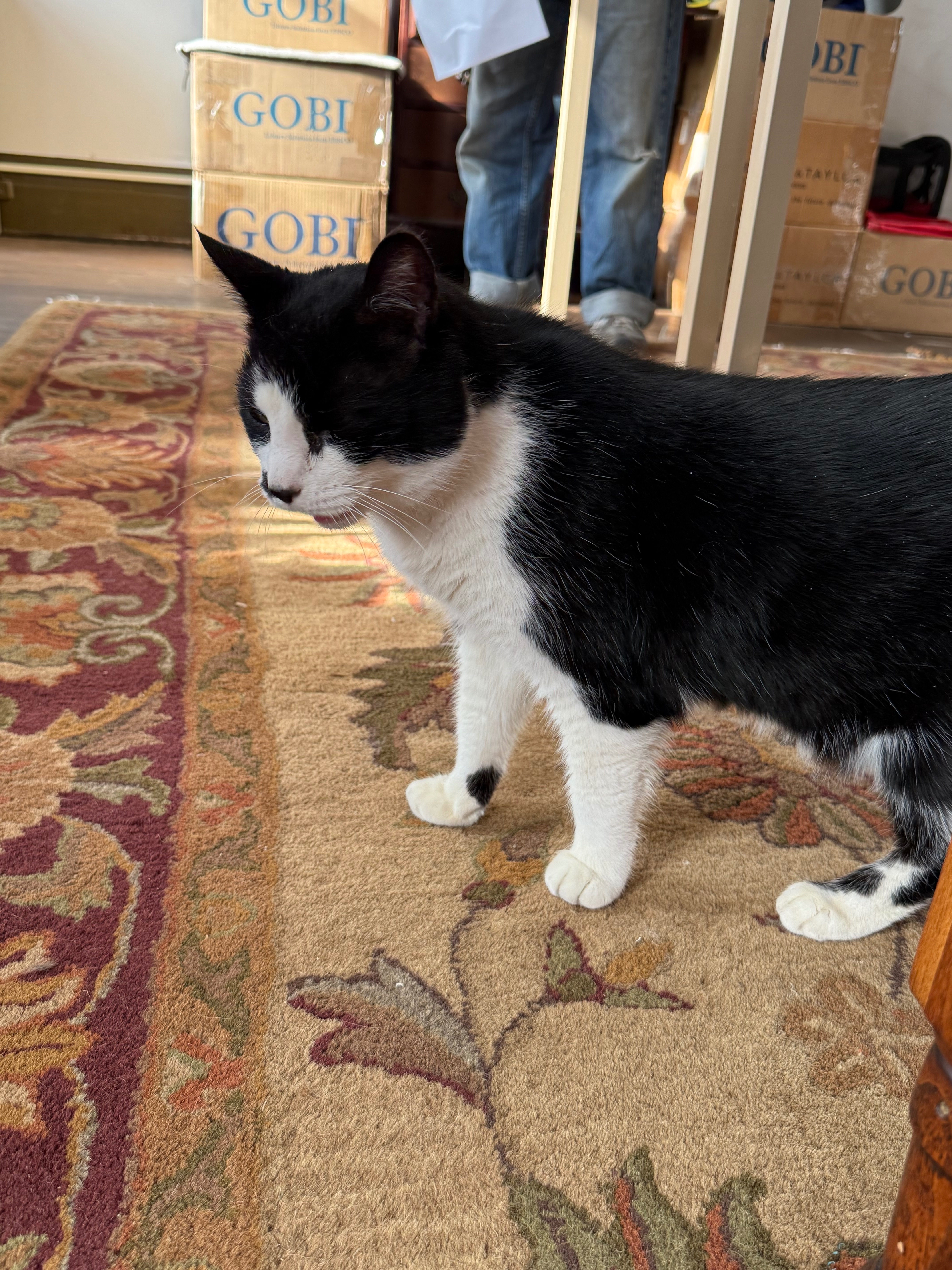 Help Davey the Cat Get Urgent Dental Care campaign photo, 2 of 5