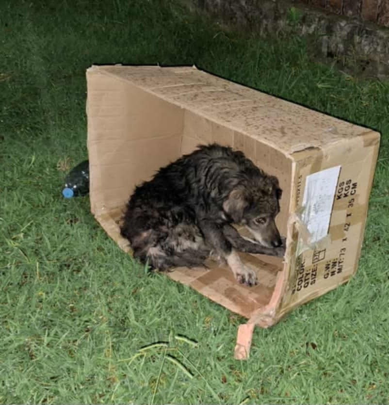 Dogs who can't survive on the streets in Georgië need help campaign photo, 4 of 8