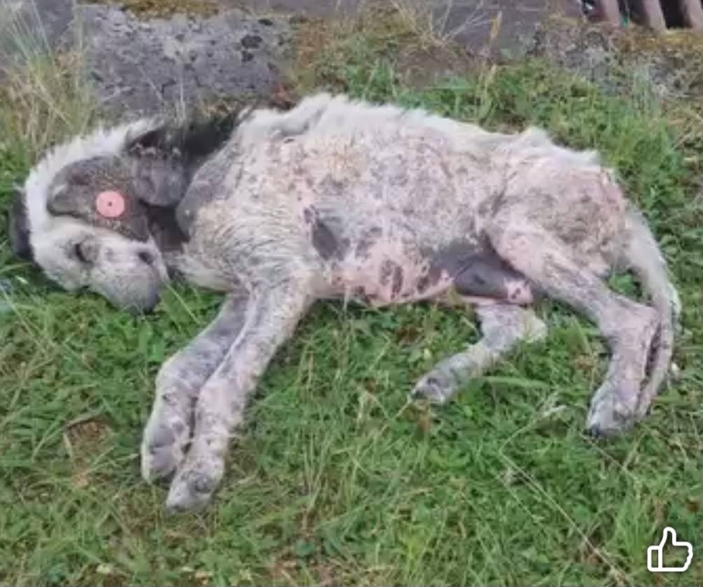 Dogs who can't survive on the streets in Georgië need help campaign photo, 7 of 8