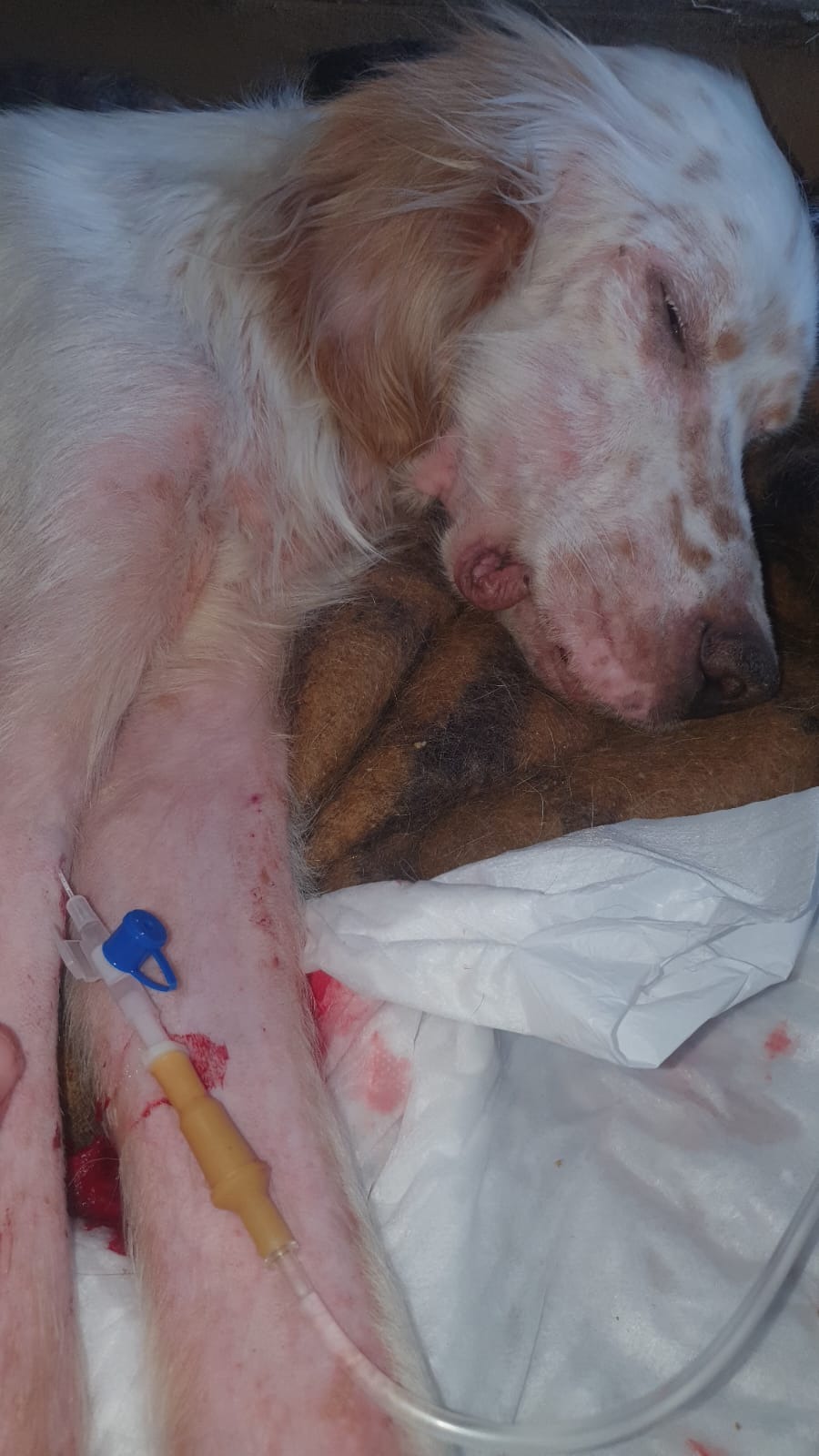 Dogs who can't survive on the streets in Georgië need help campaign photo, 2 of 8