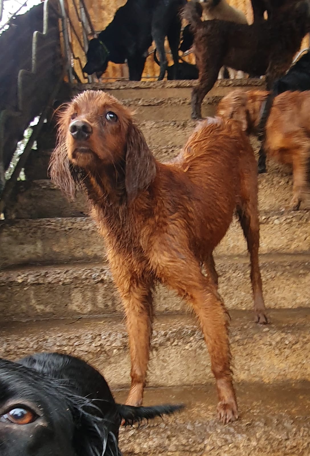 Dogs who can't survive on the streets in Georgië need help campaign photo, 5 of 8