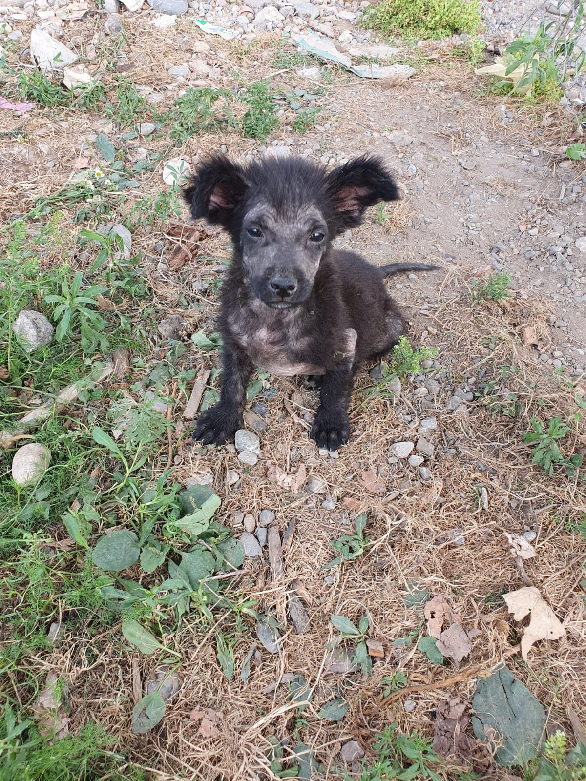 Dogs who can't survive on the streets in Georgië need help campaign photo, 6 of 8