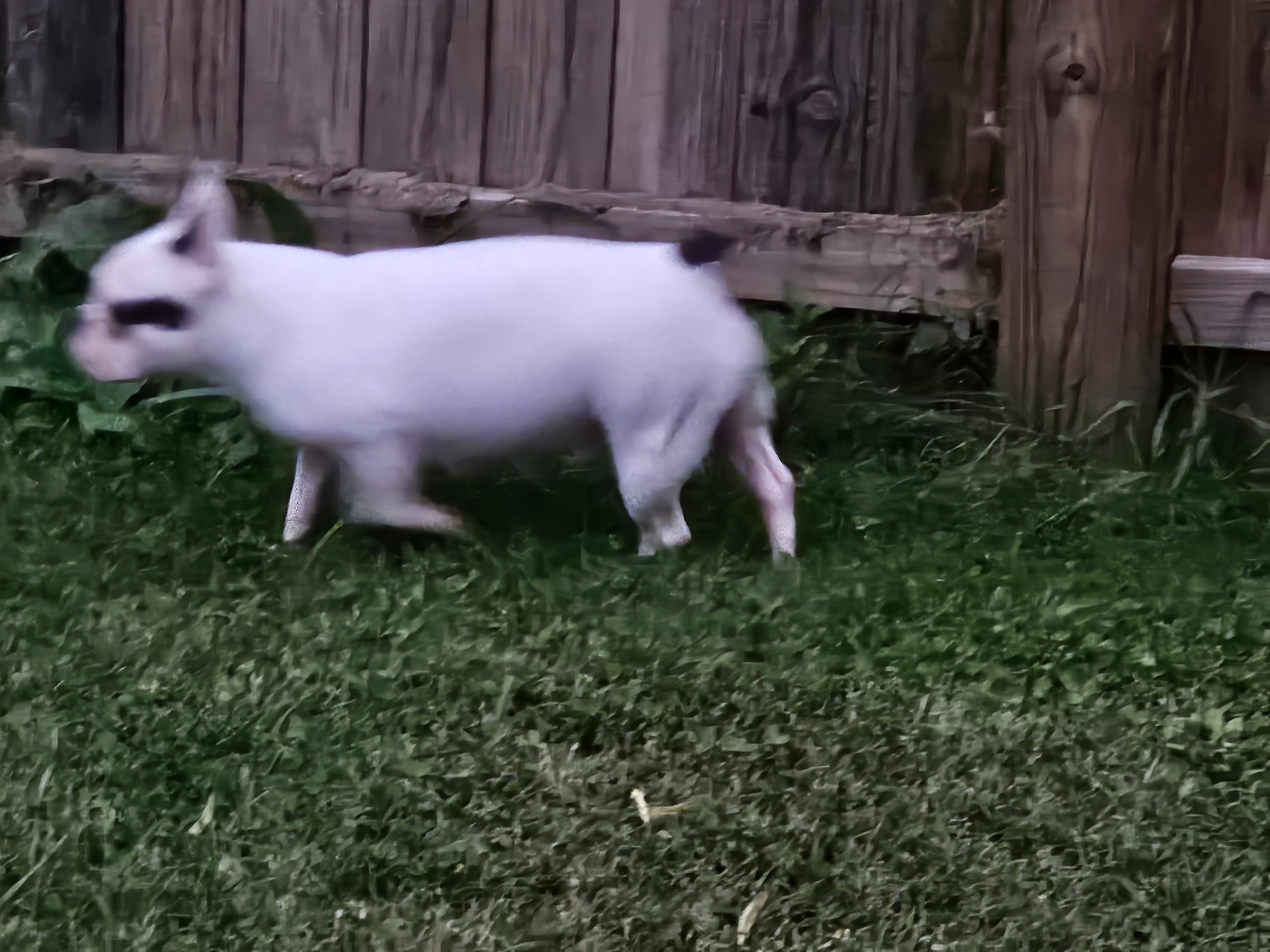 Help Bella the French Bulldog Heal from Mastitis campaign photo, 4 of 5