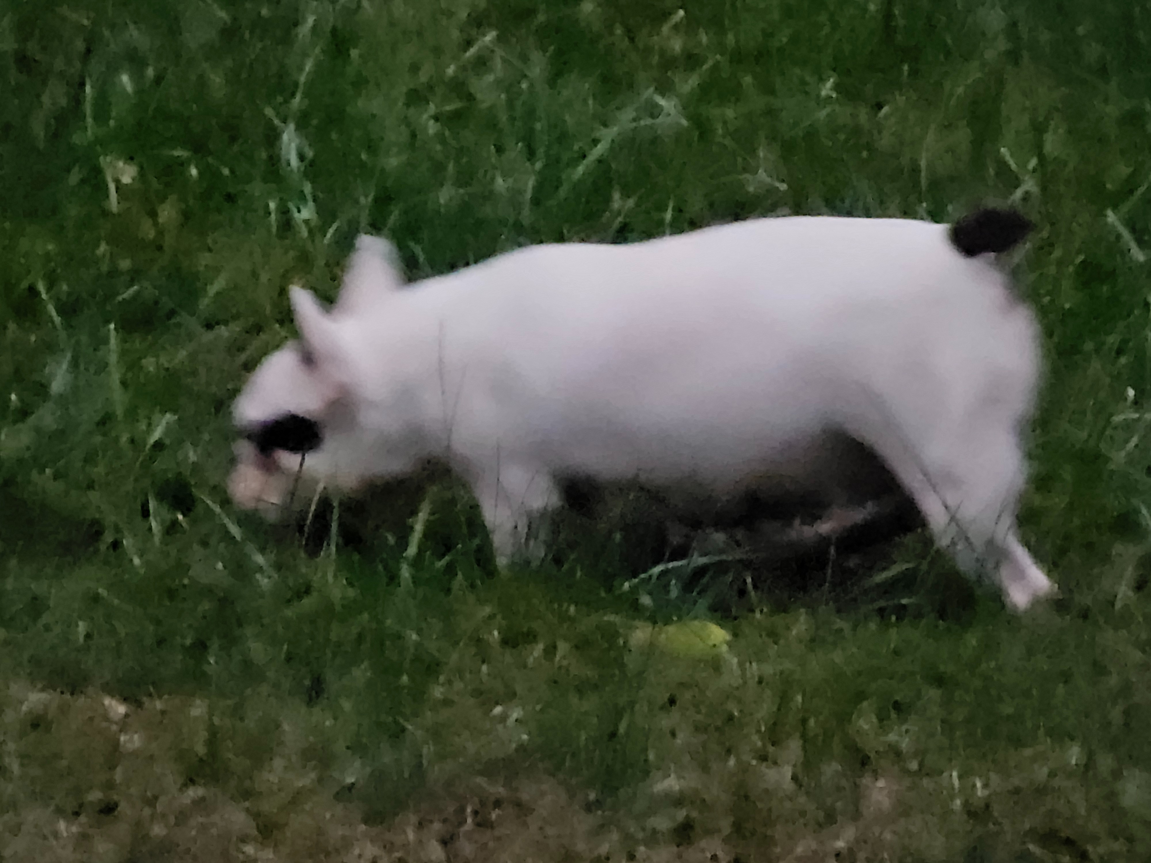 Help Bella the French Bulldog Heal from Mastitis campaign photo, 2 of 5