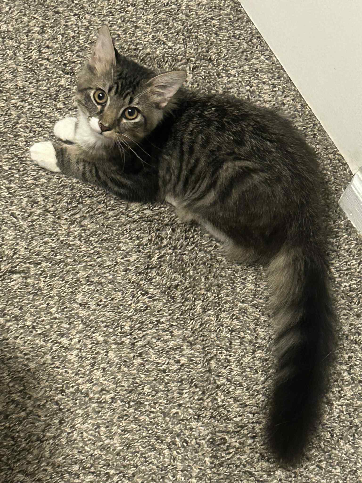 Tiny Body, Big Heart: Help Storm Fight campaign photo, 4 of 8