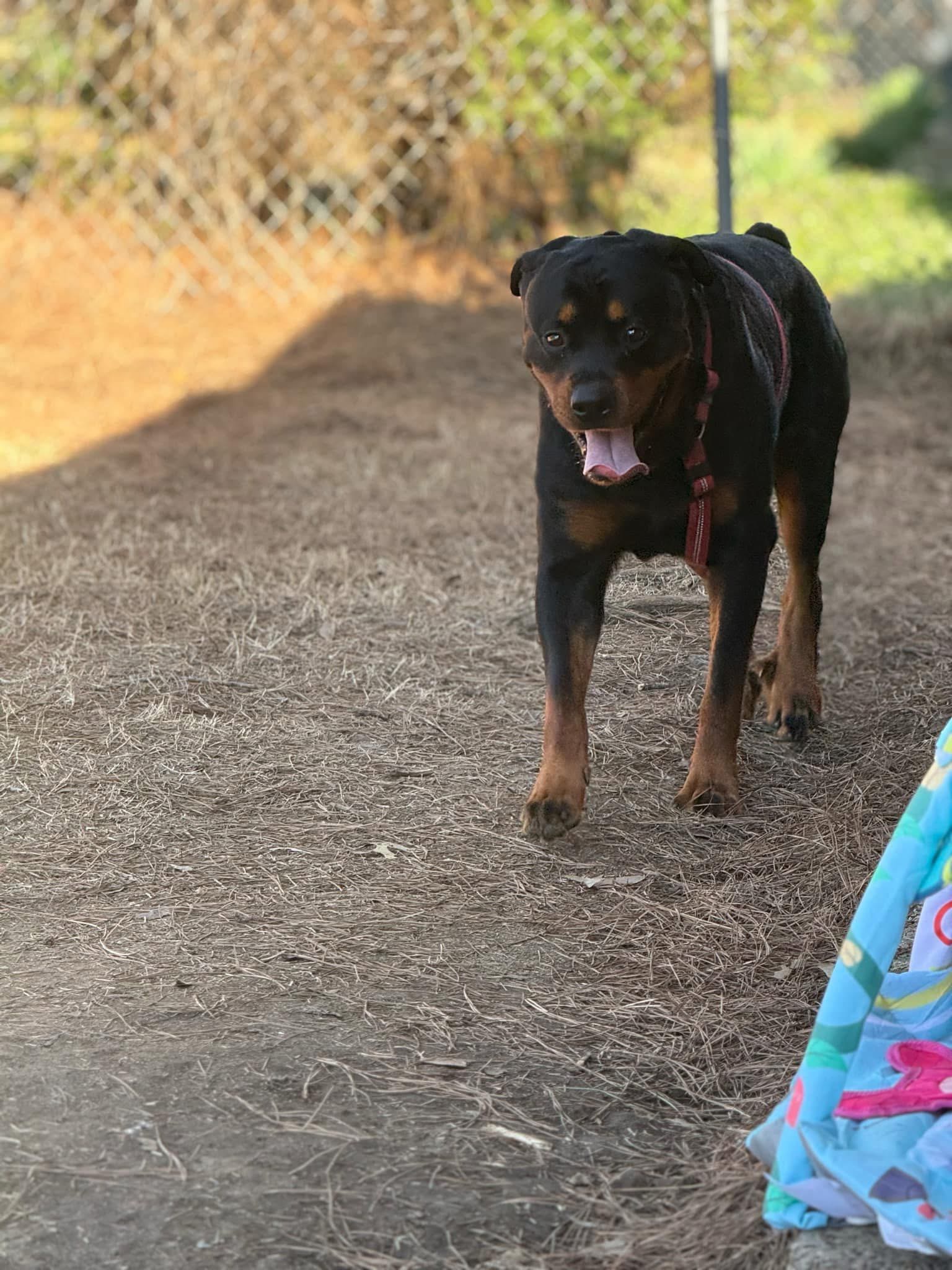 Help Zeus Walk Again campaign photo, 4 of 8