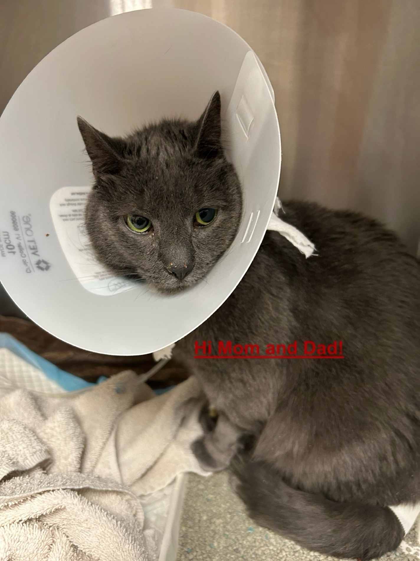 Help Kirsten’s Cat Get Life-Saving Surgery campaign photo, 6 of 7