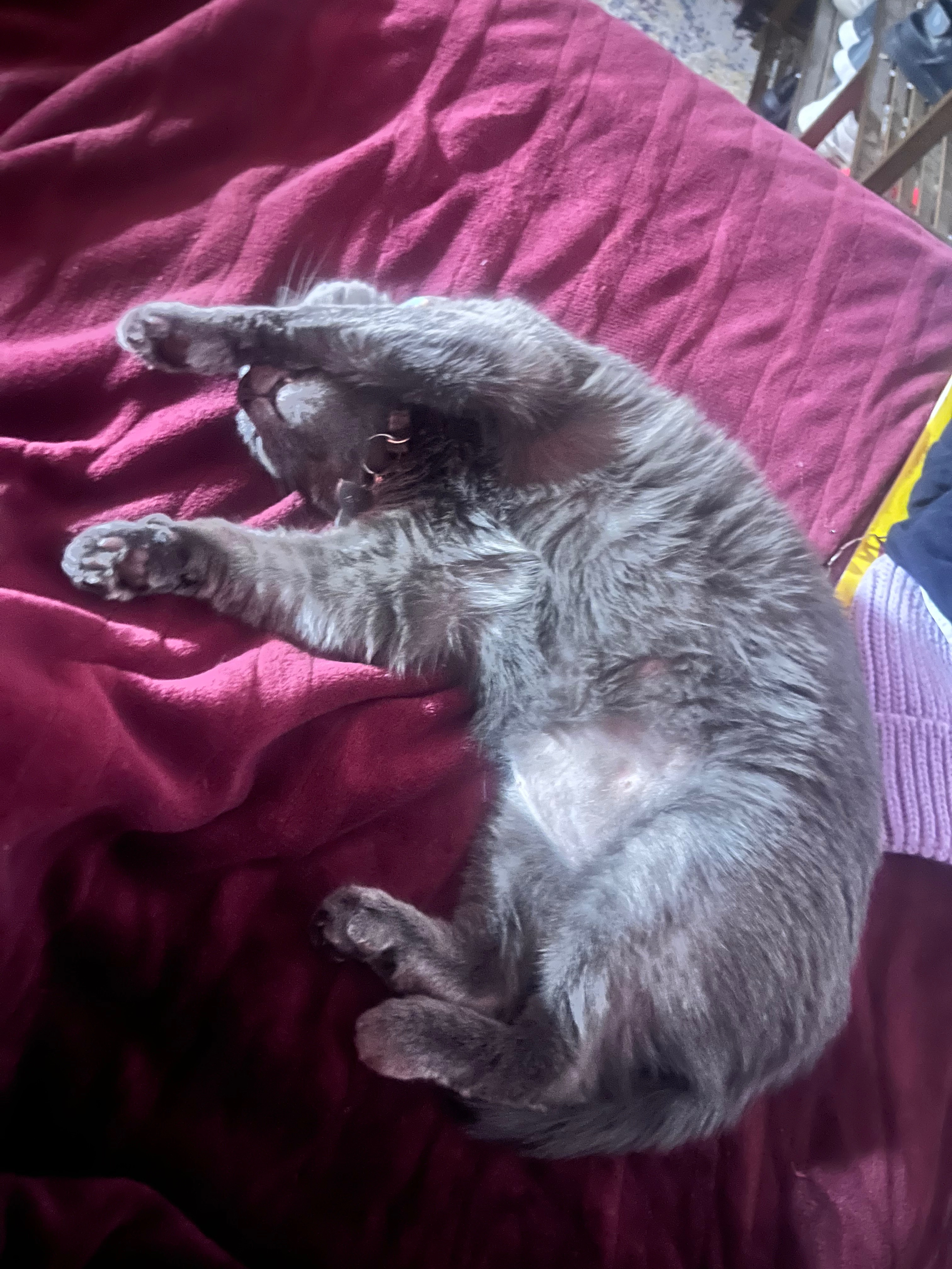 Help Kirsten’s Cat Get Life-Saving Surgery campaign photo, 4 of 7