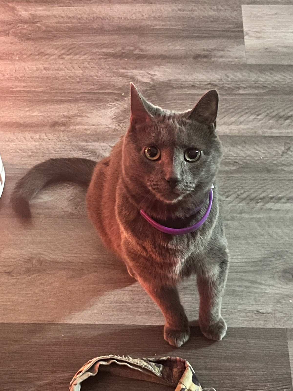 Help Kirsten’s Cat Get Life-Saving Surgery campaign photo, 5 of 7