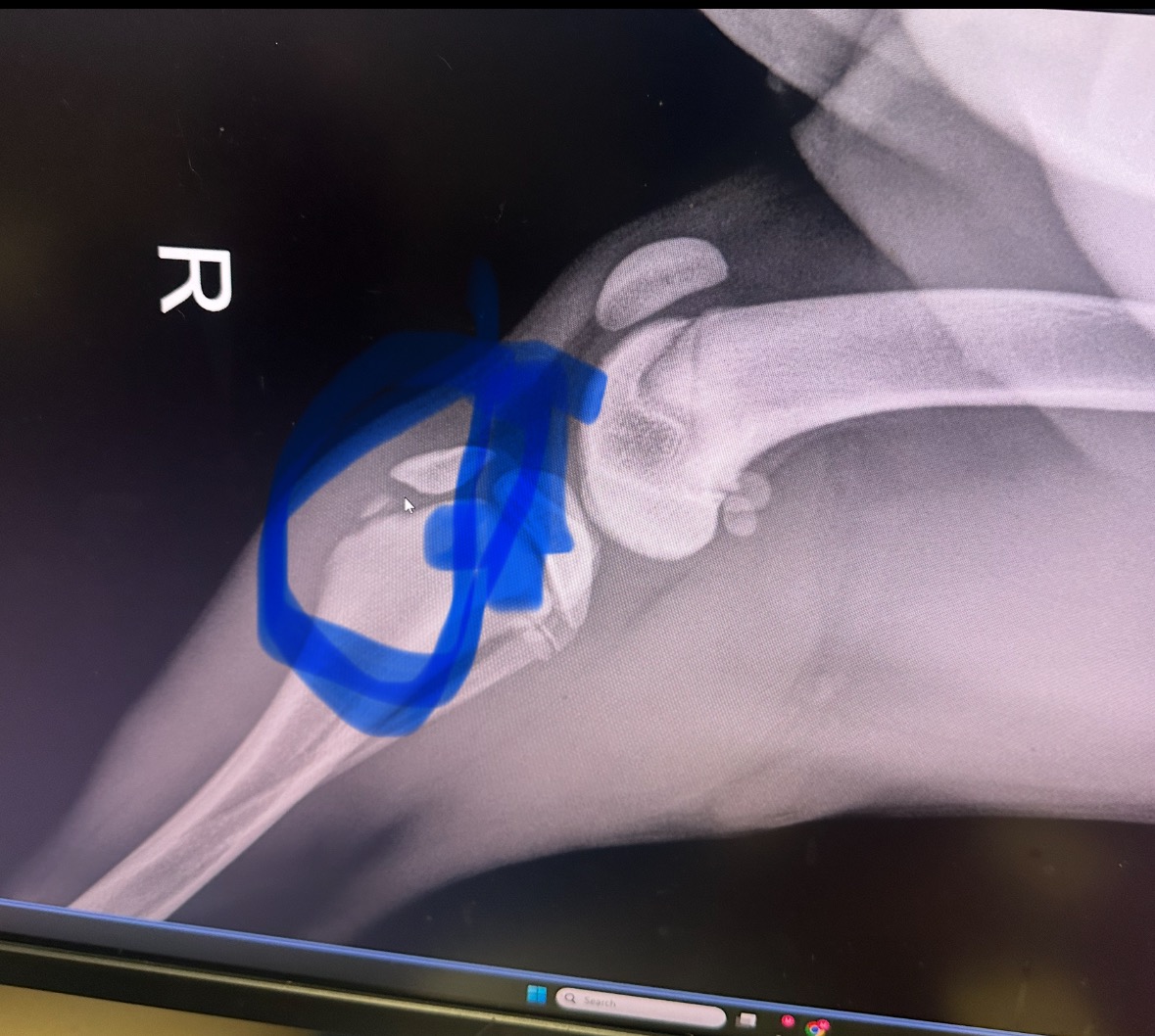 Help My Puppy Get Urgent Surgery campaign photo, 6 of 7