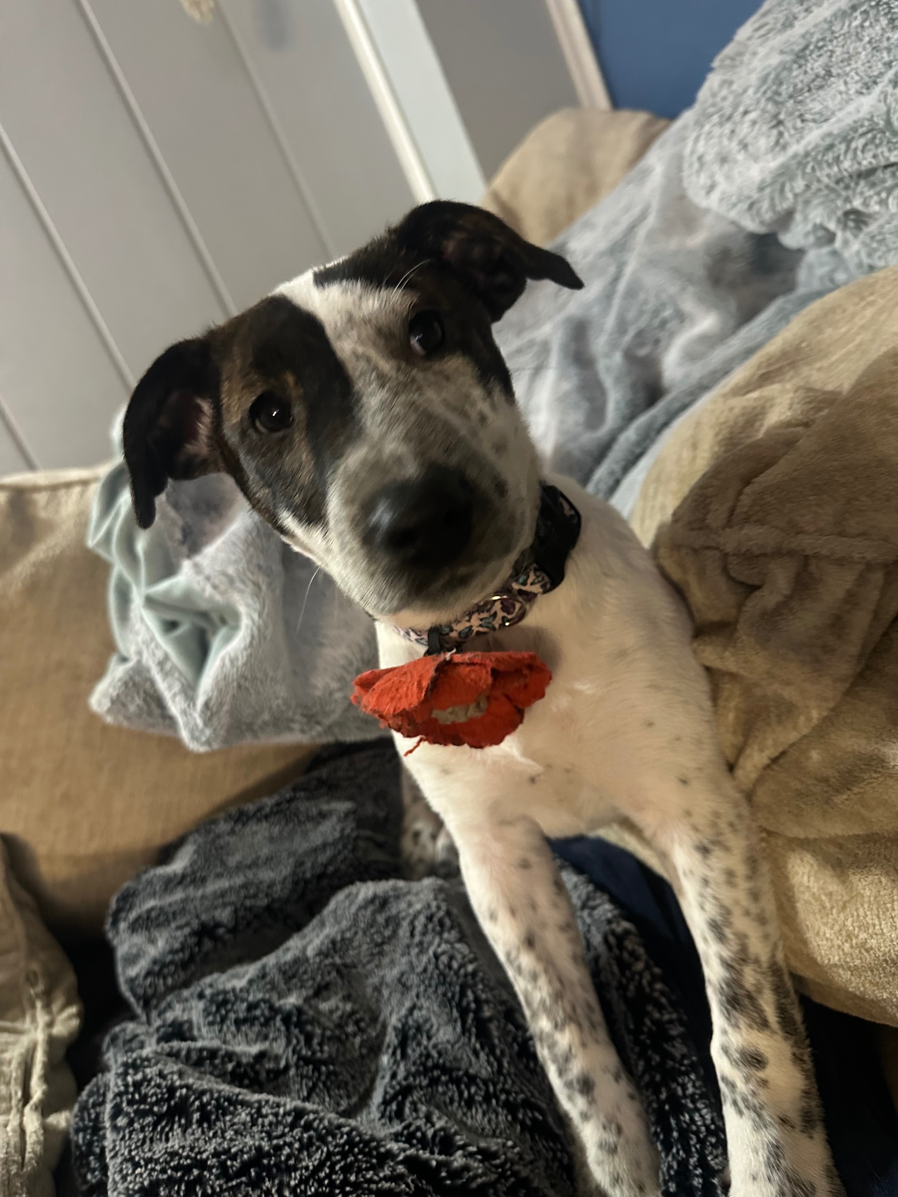 Help My Puppy Get Urgent Surgery campaign photo, 2 of 7