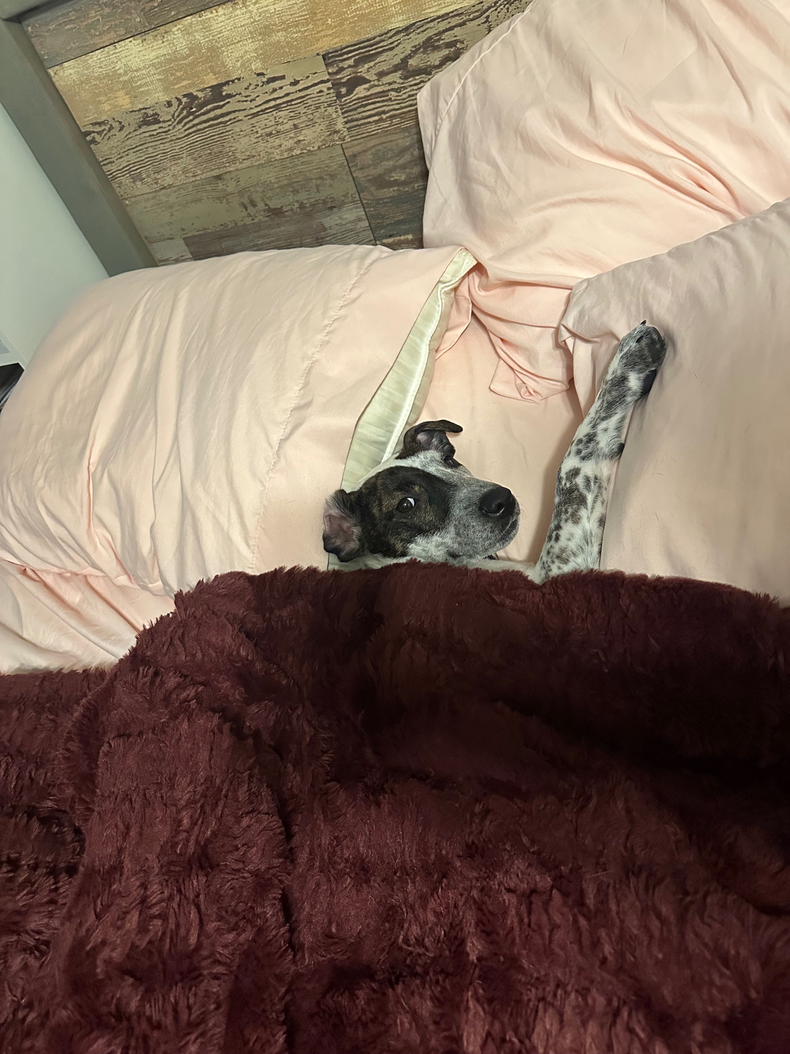 Help My Puppy Get Urgent Surgery campaign photo, 5 of 7