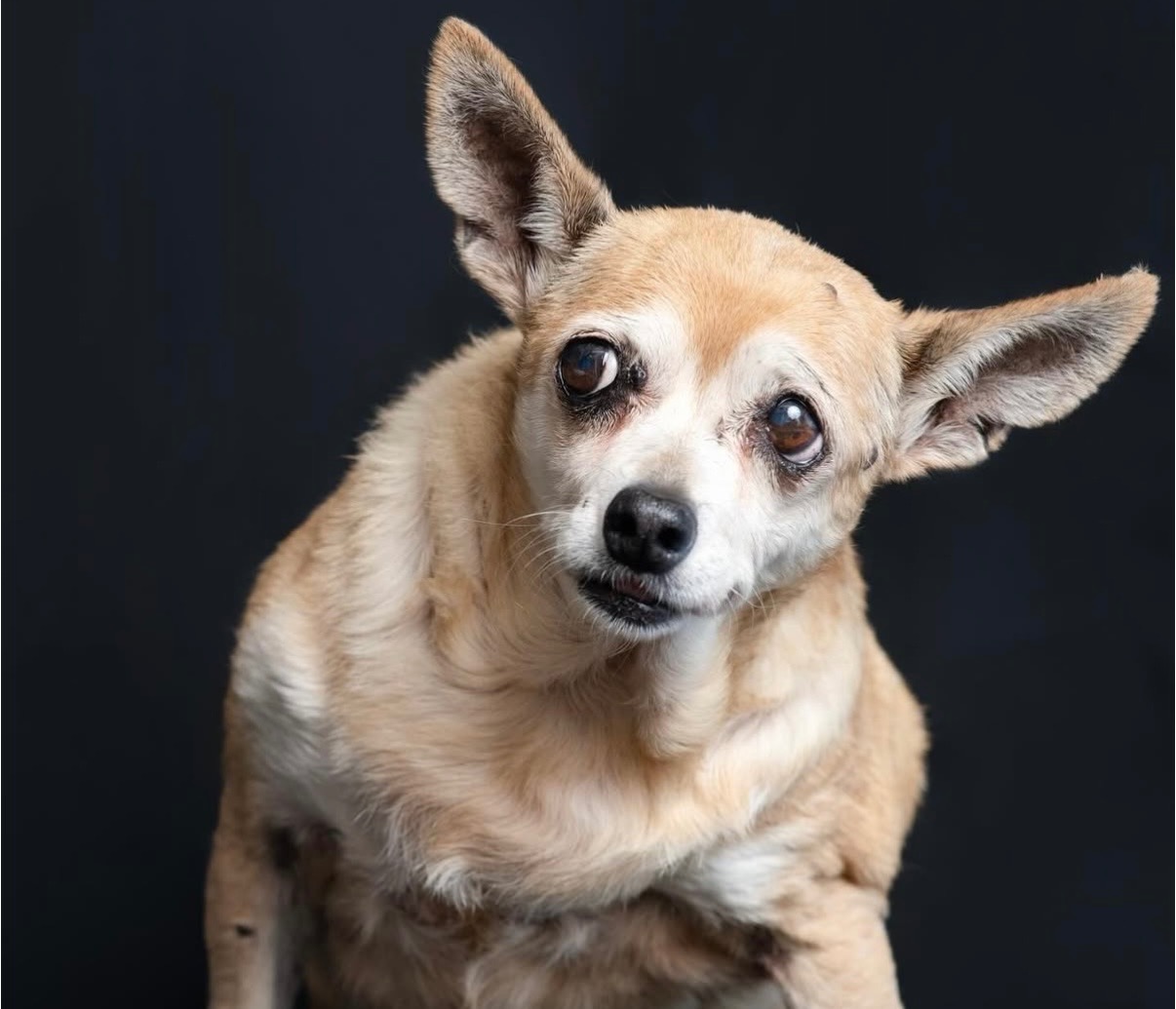 Emergency Surgery Needed NOW to Save Opal campaign photo, 5 of 6