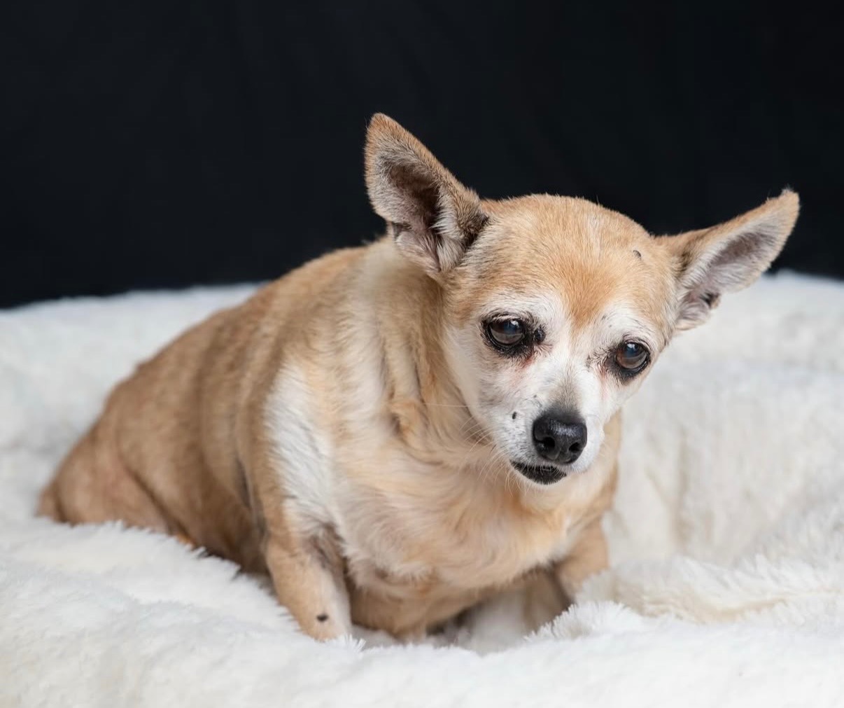Emergency Surgery Needed NOW to Save Opal campaign photo, 2 of 6