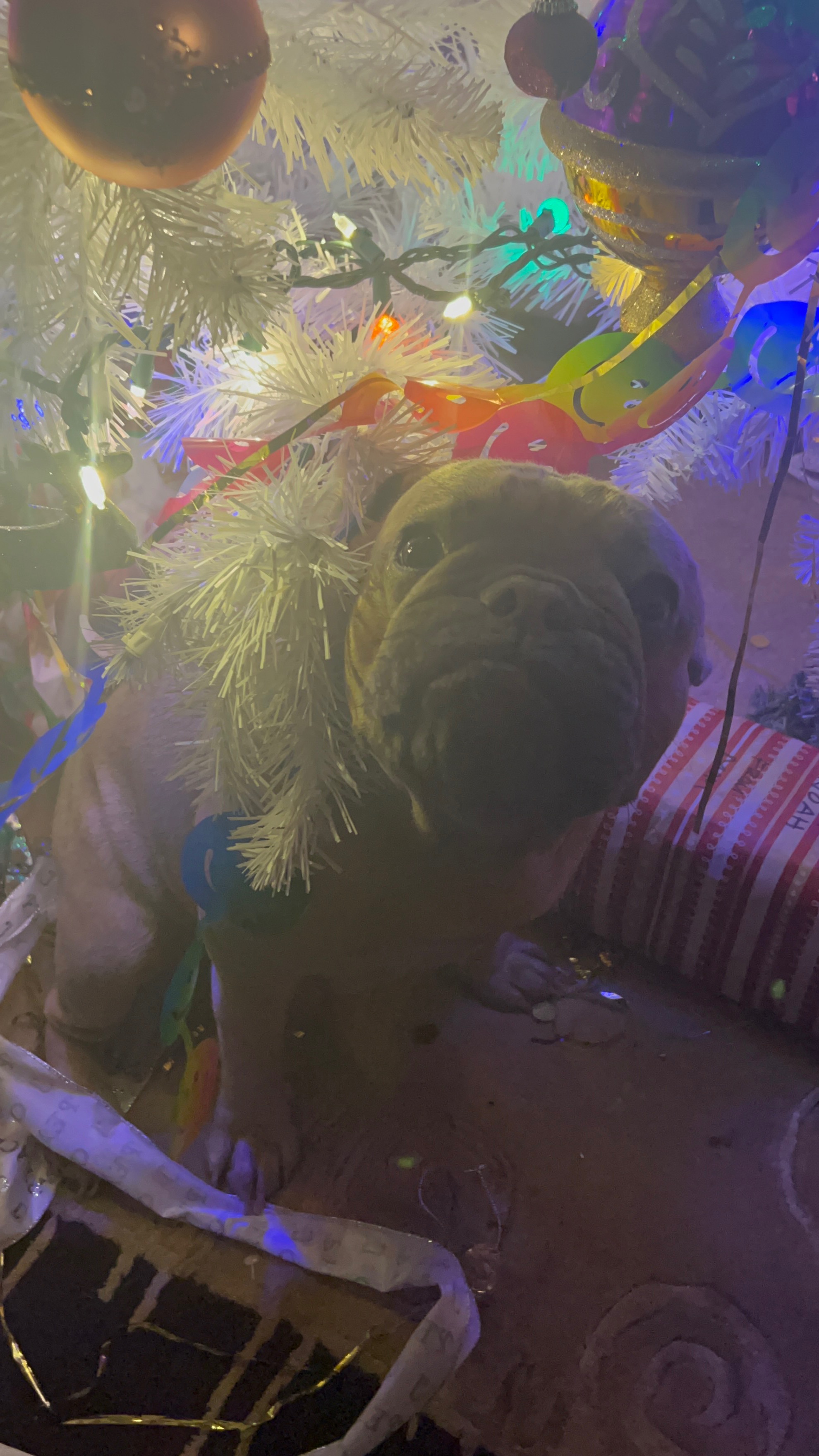 Urgent Care Needed for Sheena’s Chicken Bone Emergency campaign photo, 2 of 7